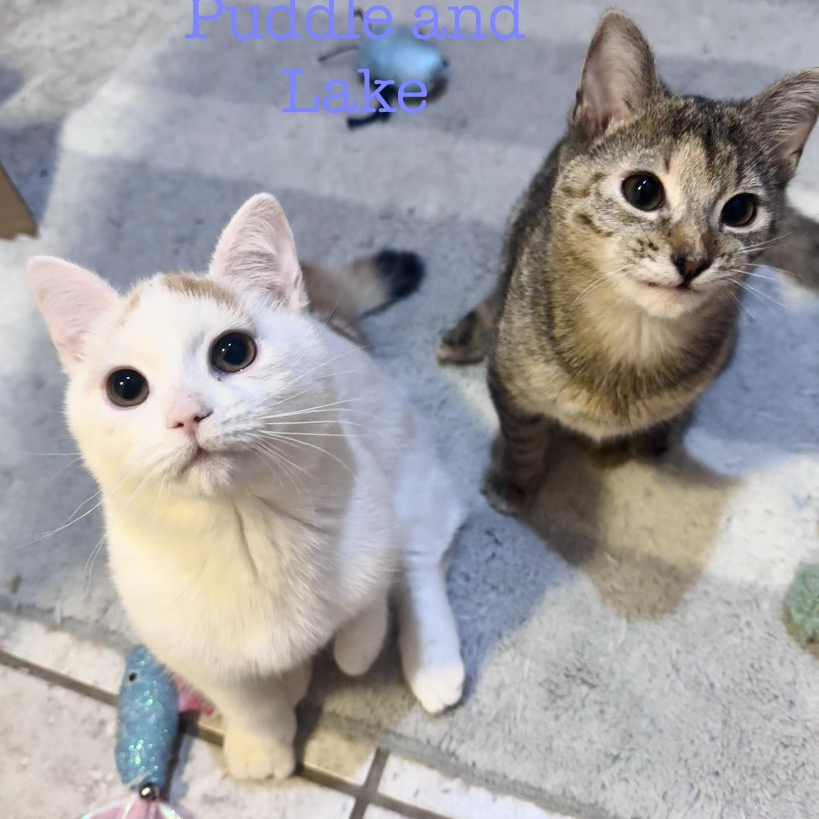 Puddle & Lake (bonded pair), an adoption pending Domestic Short Hair in Syracuse, NY image 1/5