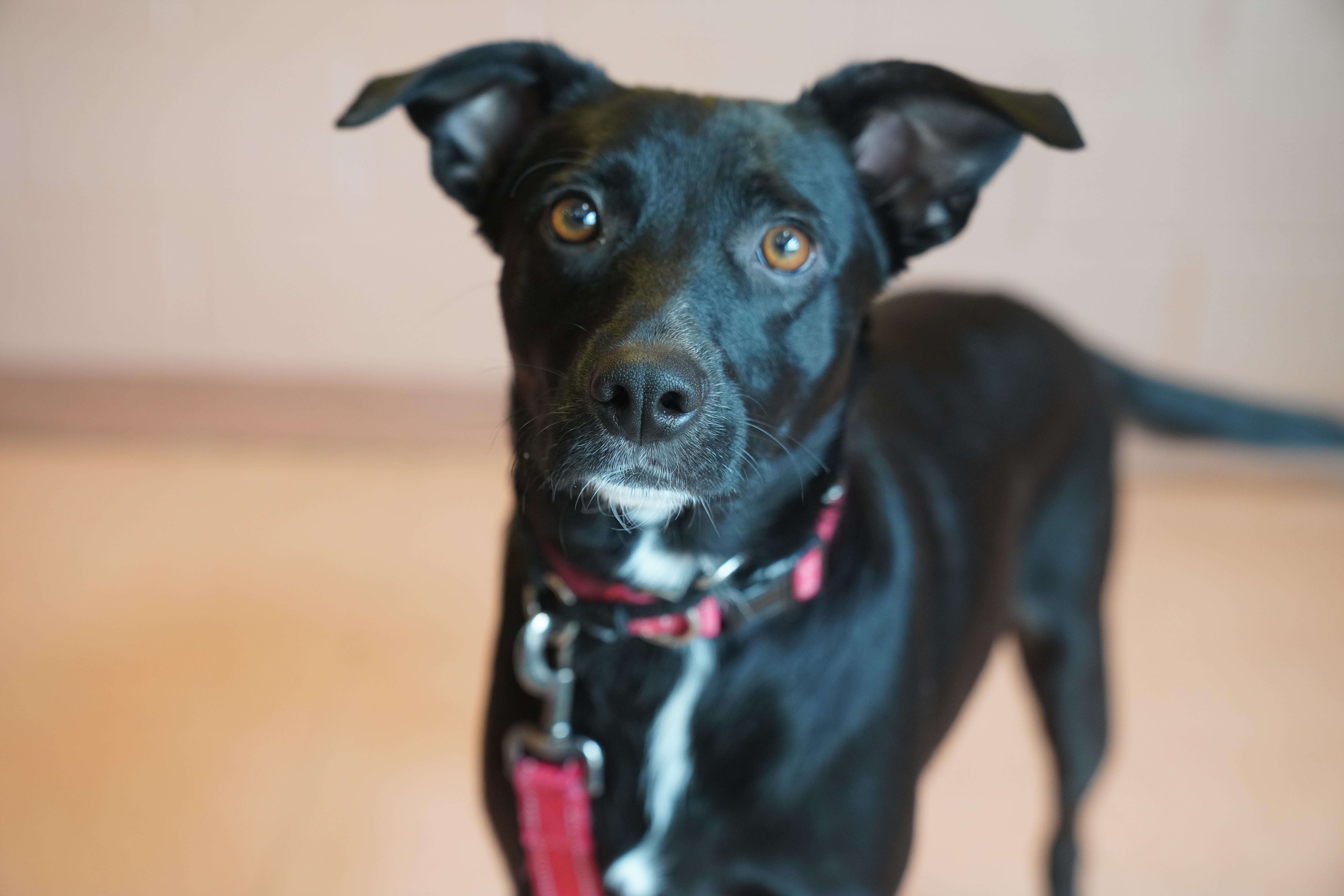 Enlarge Bindi, an adopted Border Collie in Pottsville, PA image 5/6