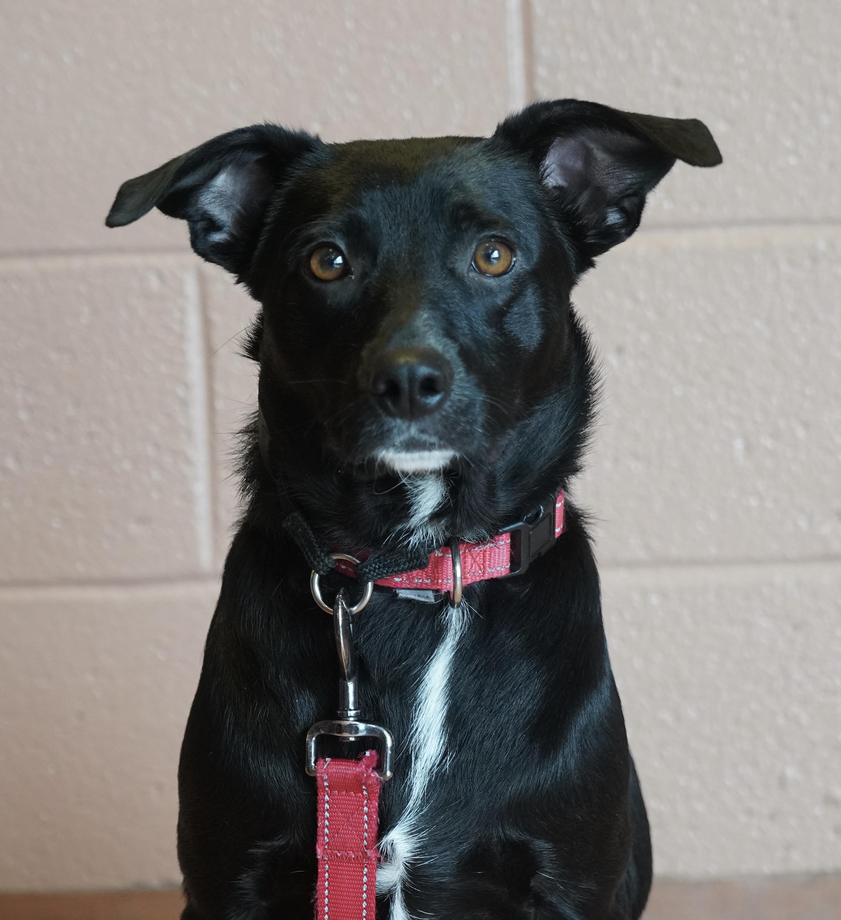 Bindi, Adoptable, Young Female Border Collie.