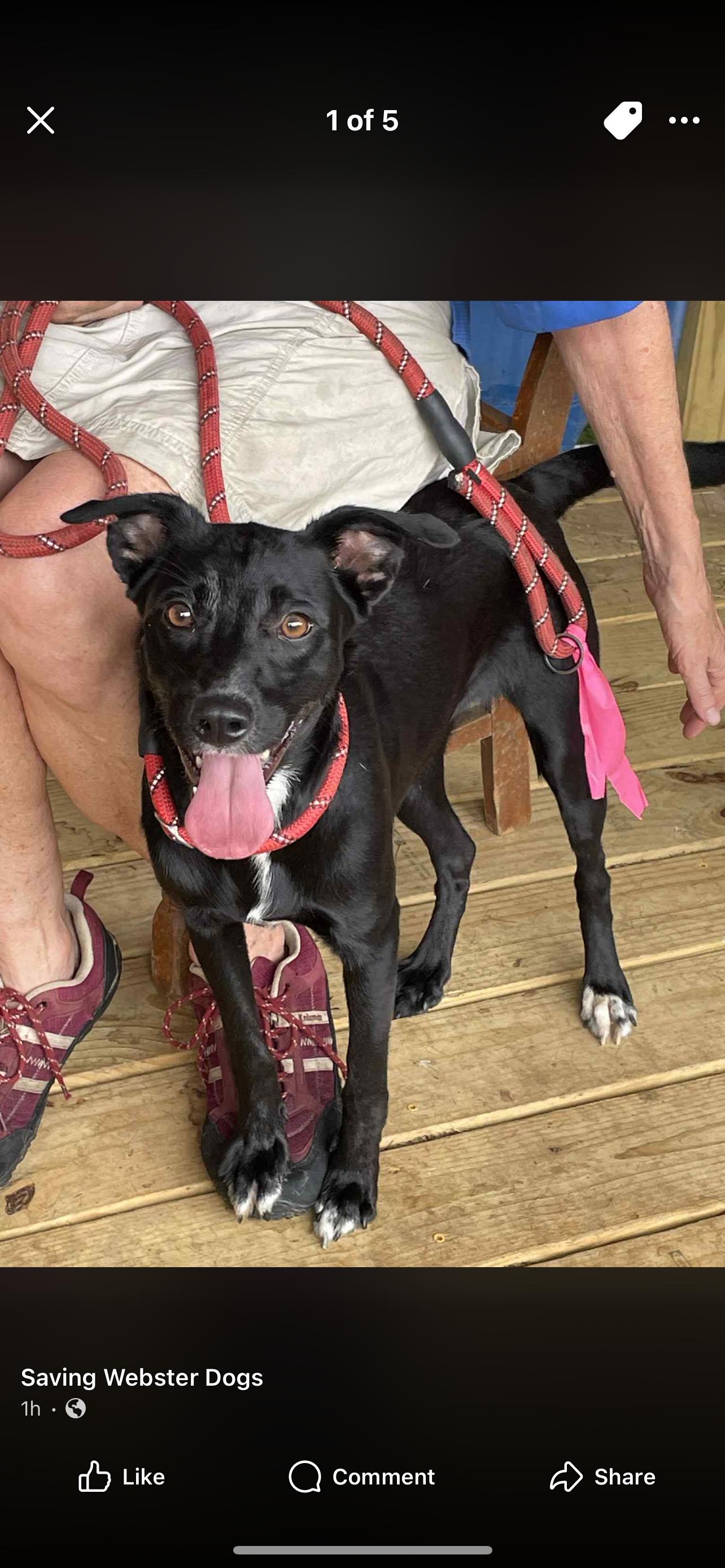 Bindi, Adoptable, Young Female Border Collie.