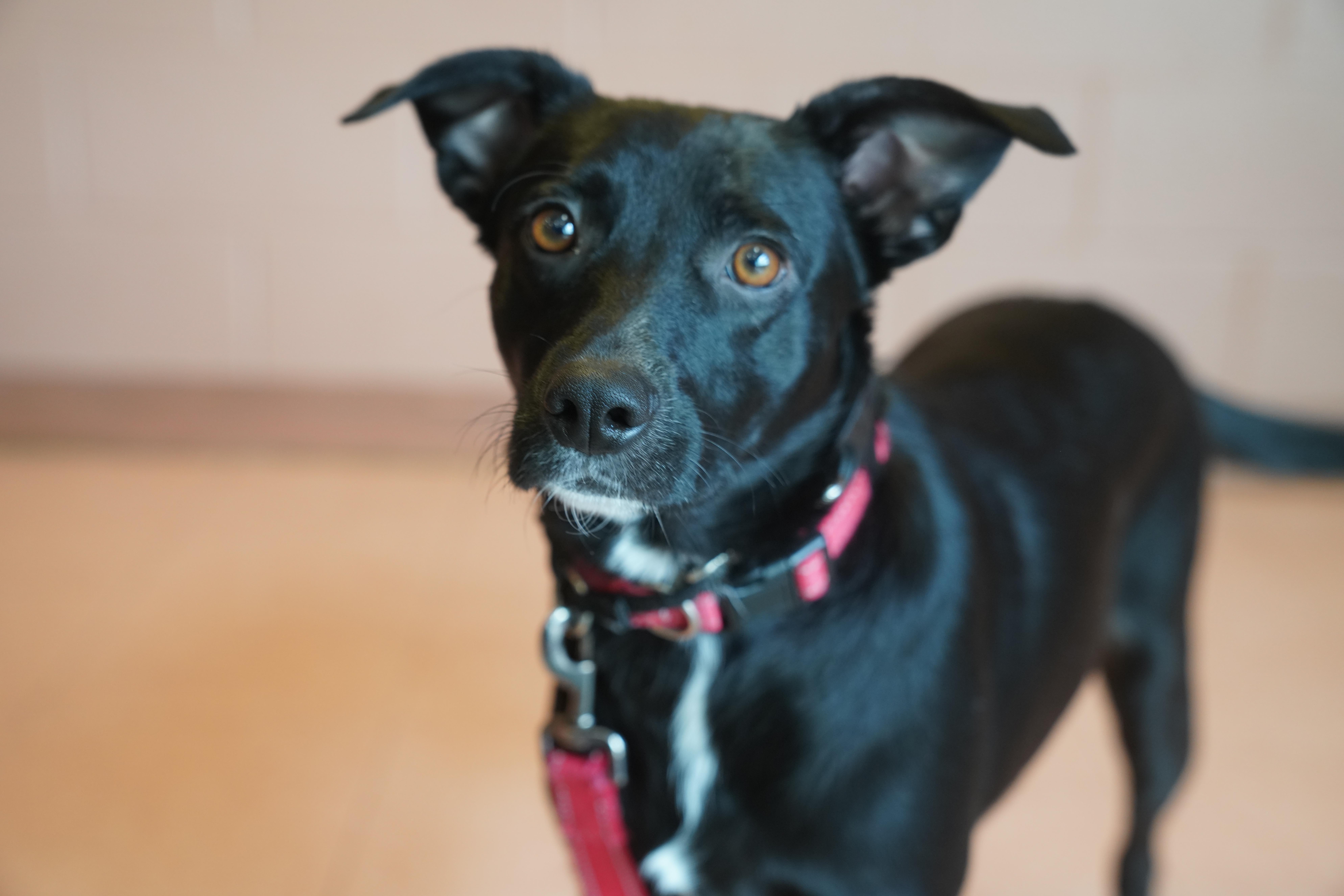 Enlarge Bindi, an adopted Border Collie in Pottsville, PA image 6/6