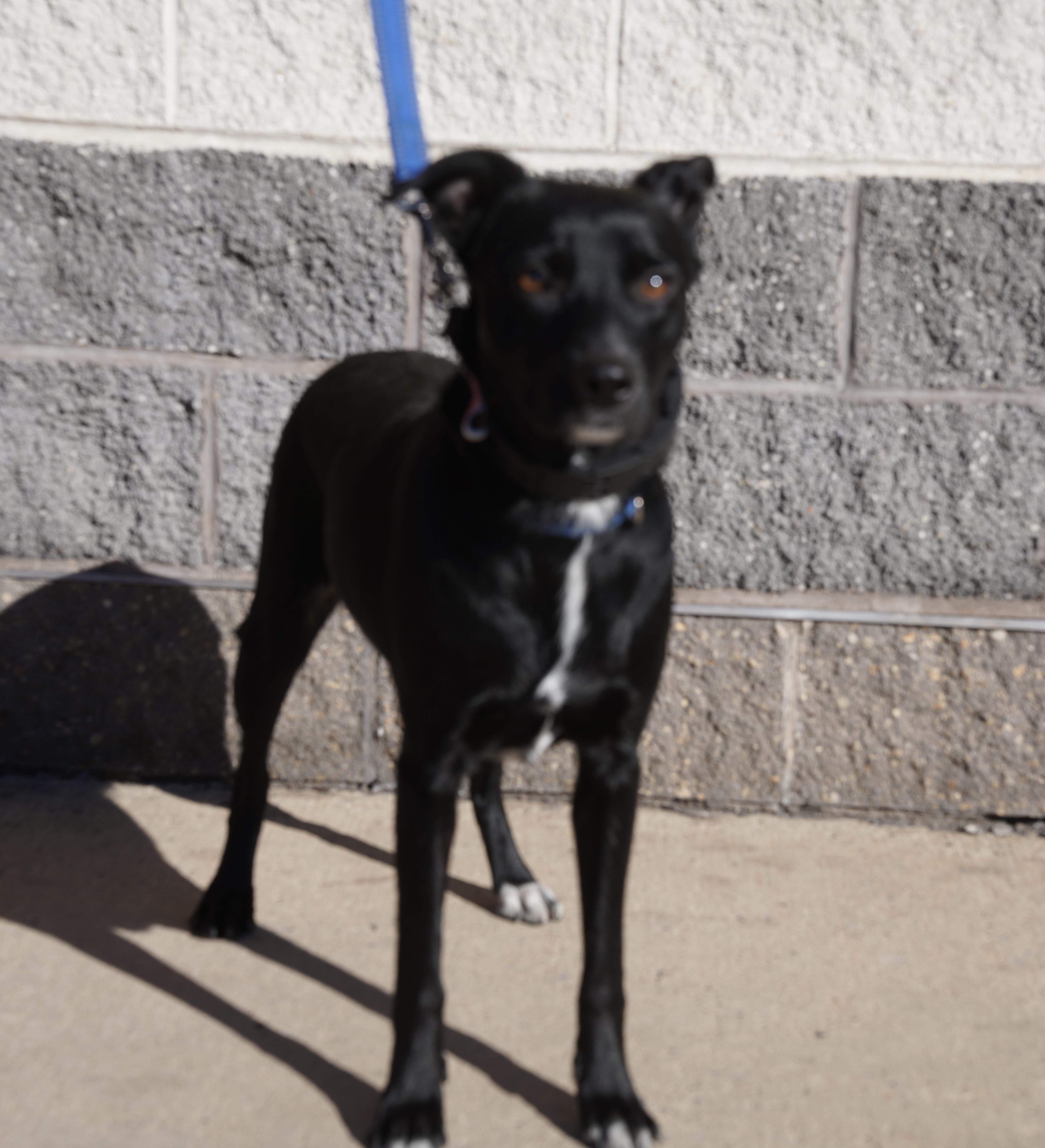 Bindi, a Adoptable Border Collie in Pottsville, PA image 2/3