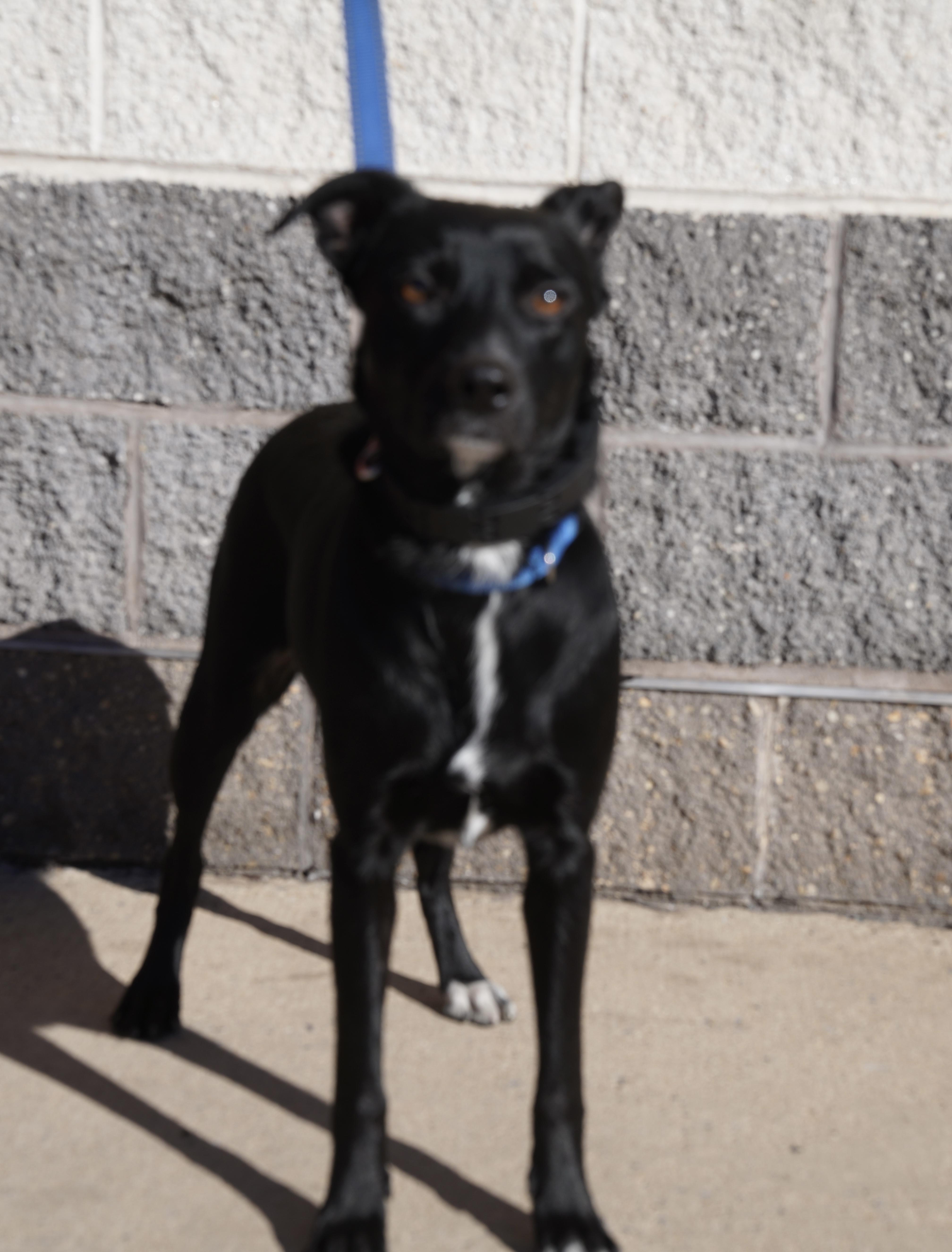 Bindi, a Adoptable Border Collie in Pottsville, PA image 3/3