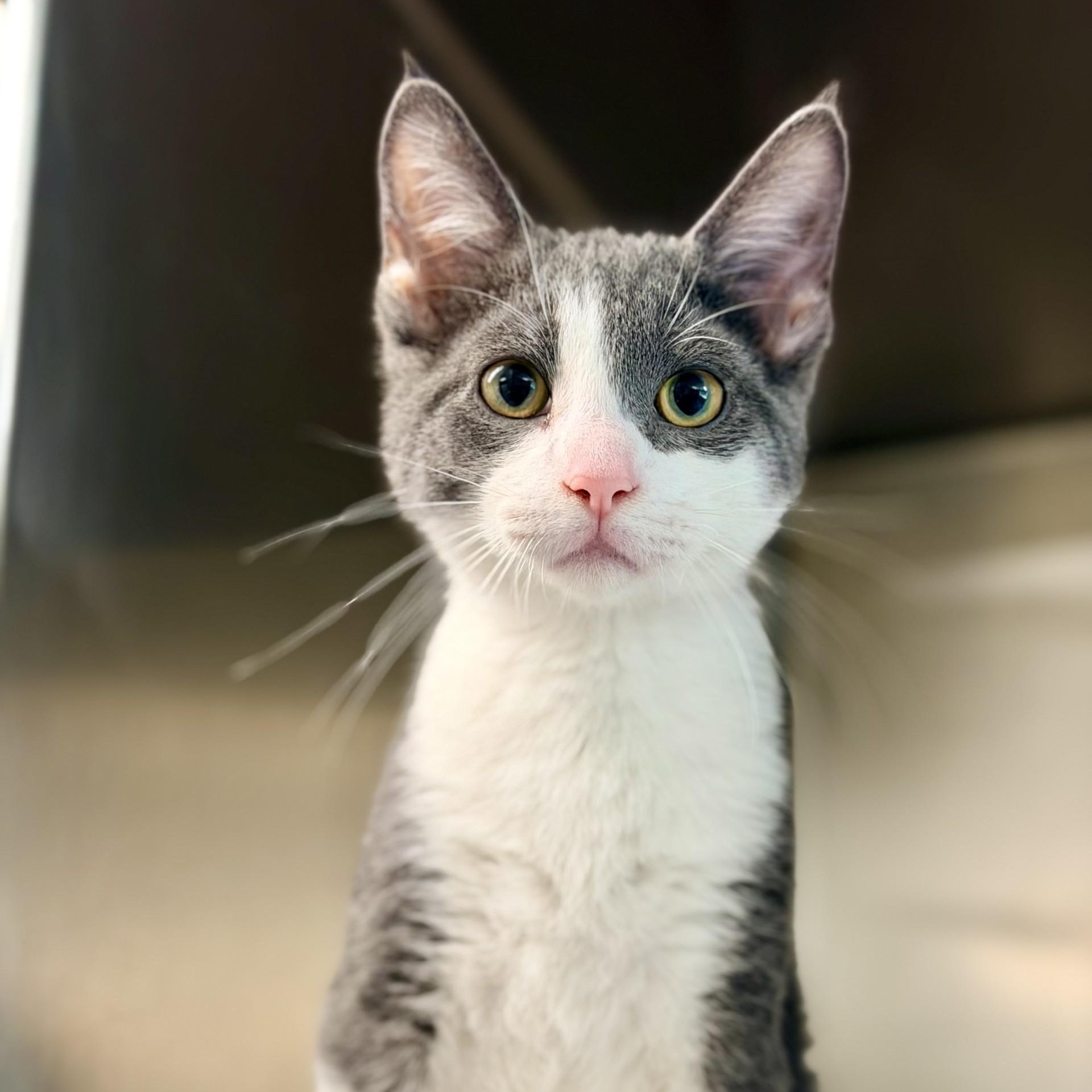 Eeyore, a ADOPTABLE Domestic Short Hair in Jackson, NJ image 2/2