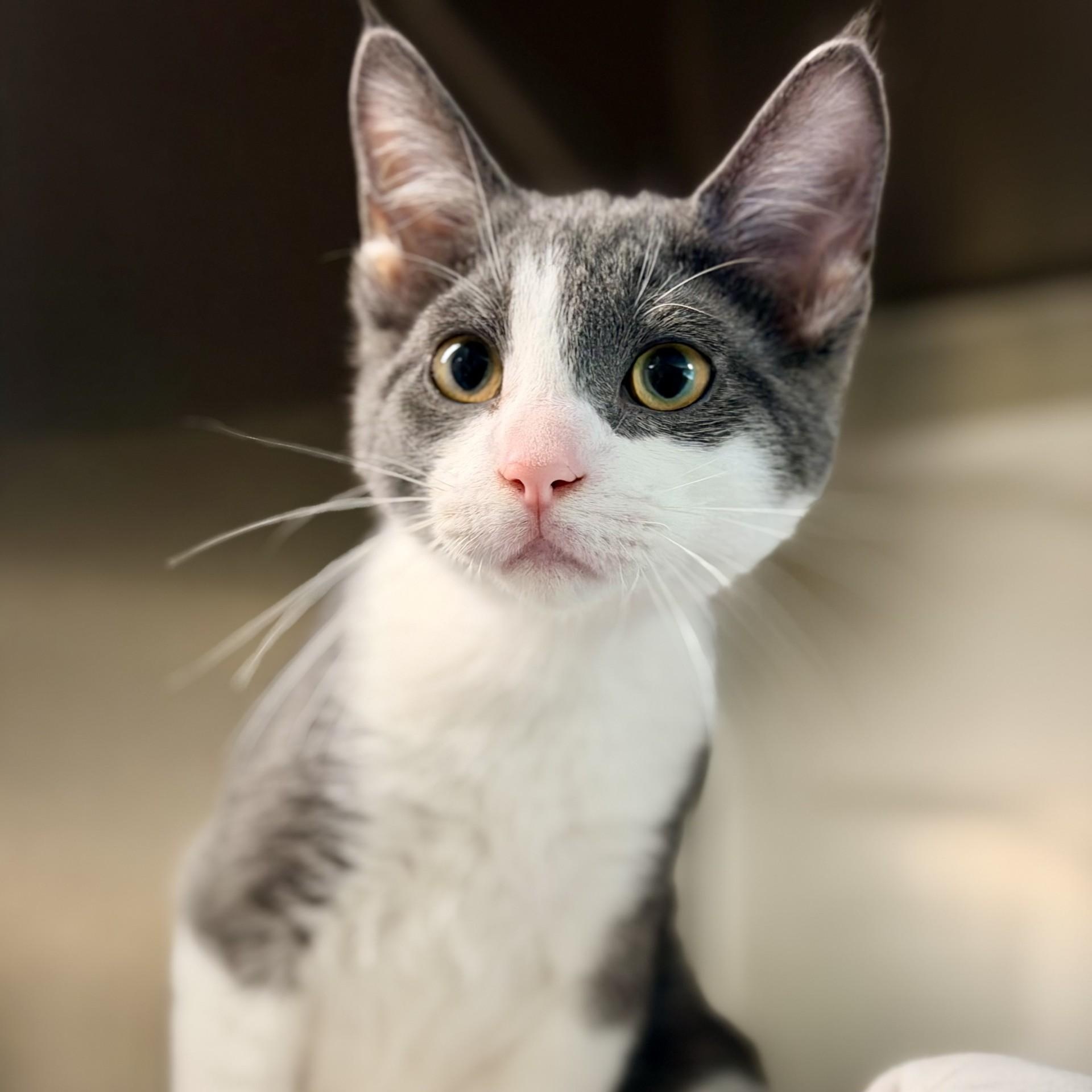 Eeyore, a ADOPTABLE Domestic Short Hair in Jackson, NJ image 1/2