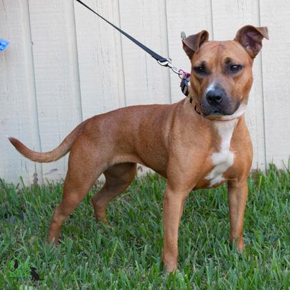 Carla, Adoptable, Adult Female Mixed Breed & Mixed Breed.