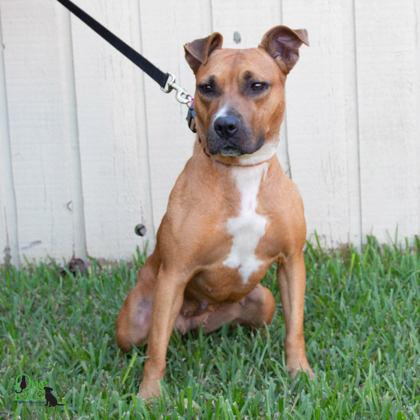 Carla, Adoptable, Adult Female Mixed Breed & Mixed Breed.
