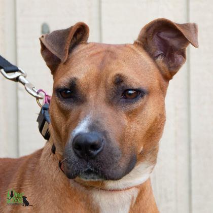 Enlarge Carla, a Adoptable Mixed Breed in Savannah, GA image 3/3