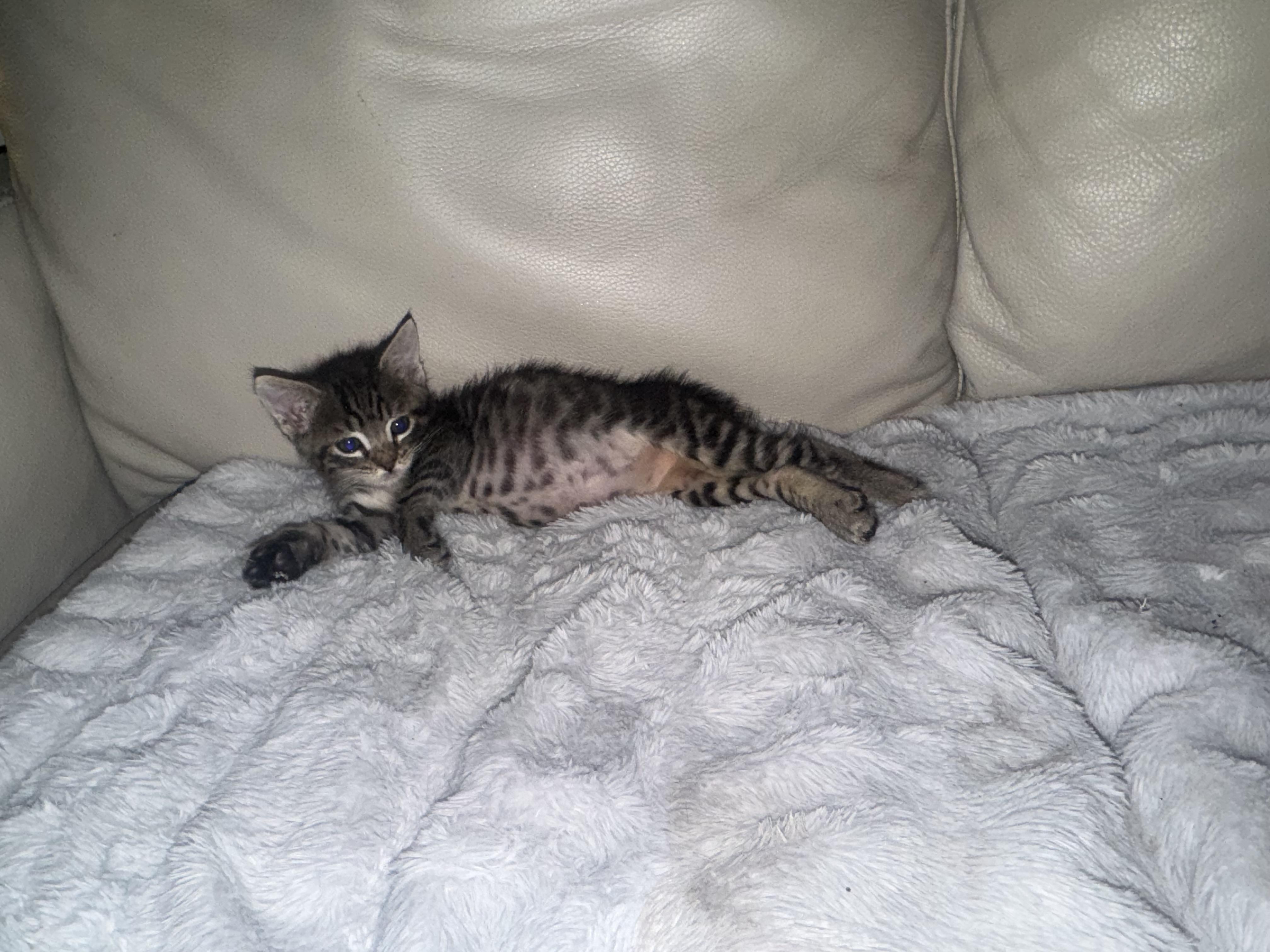 Paulie, adopted, Kitten Male Domestic Short Hair.