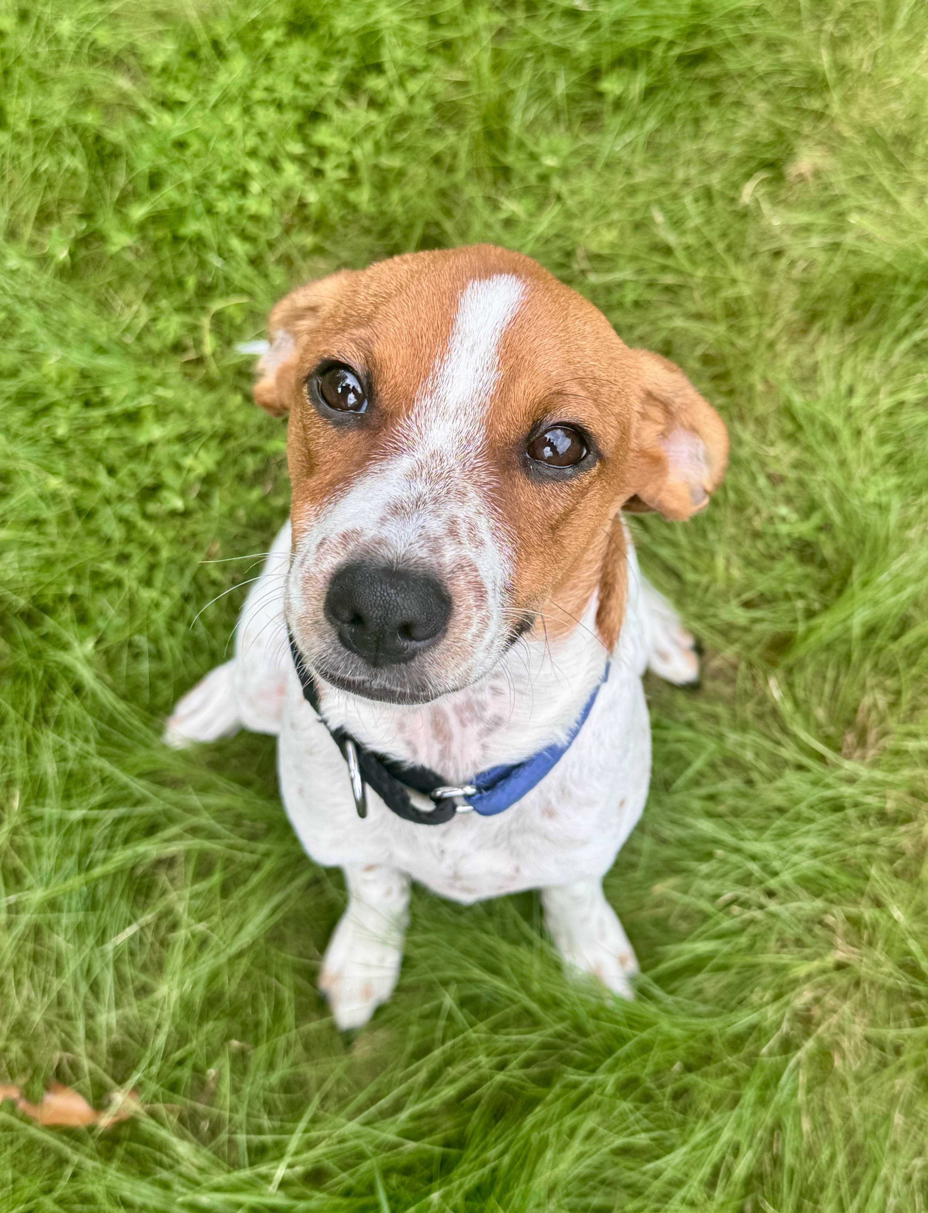 SCOOBY, a ADOPTABLE mixed breed in Dumont, NJ image 5/6