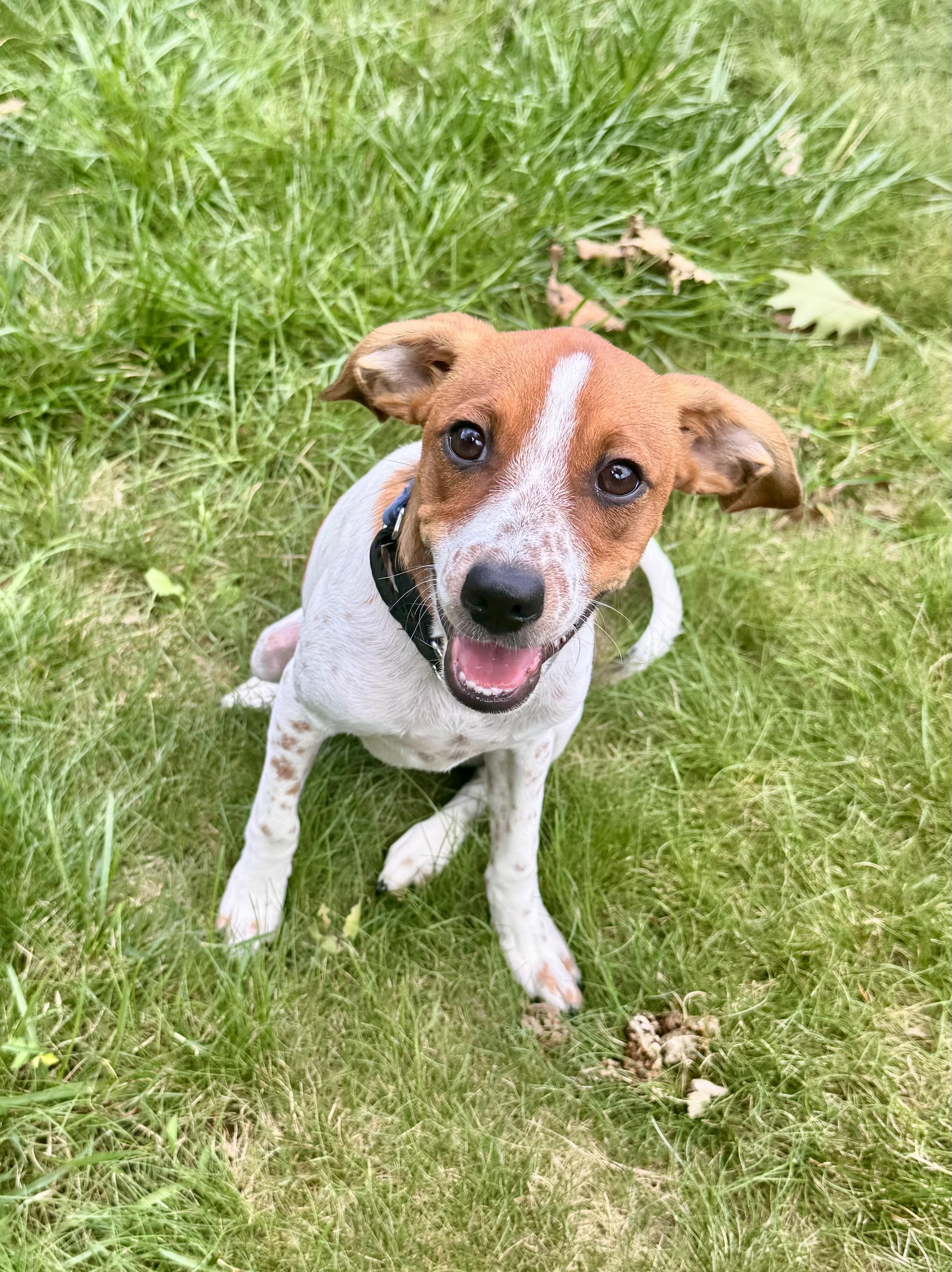 SCOOBY, a ADOPTABLE mixed breed in Dumont, NJ image 2/6