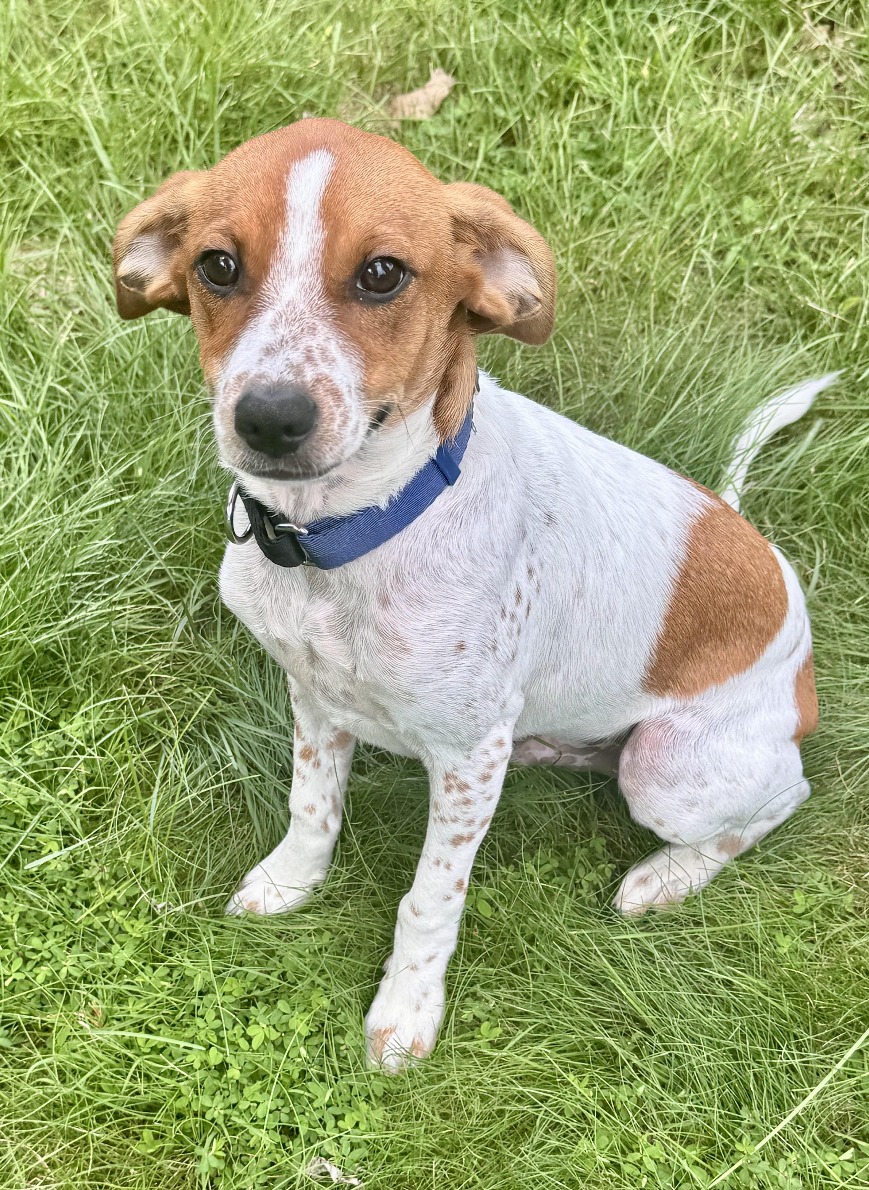 SCOOBY, a ADOPTABLE mixed breed in Dumont, NJ image 6/6