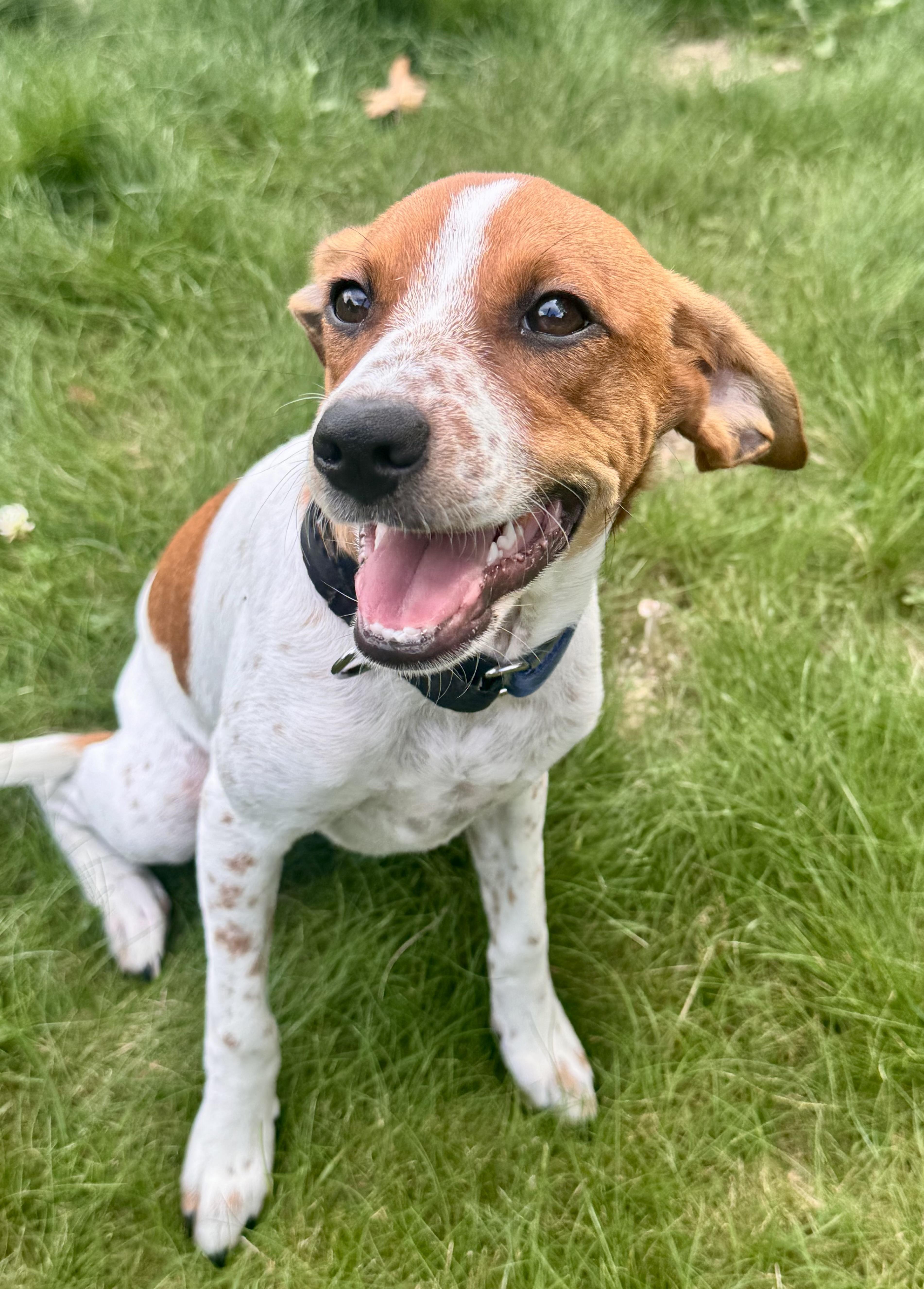 SCOOBY, a ADOPTABLE mixed breed in Dumont, NJ image 3/6