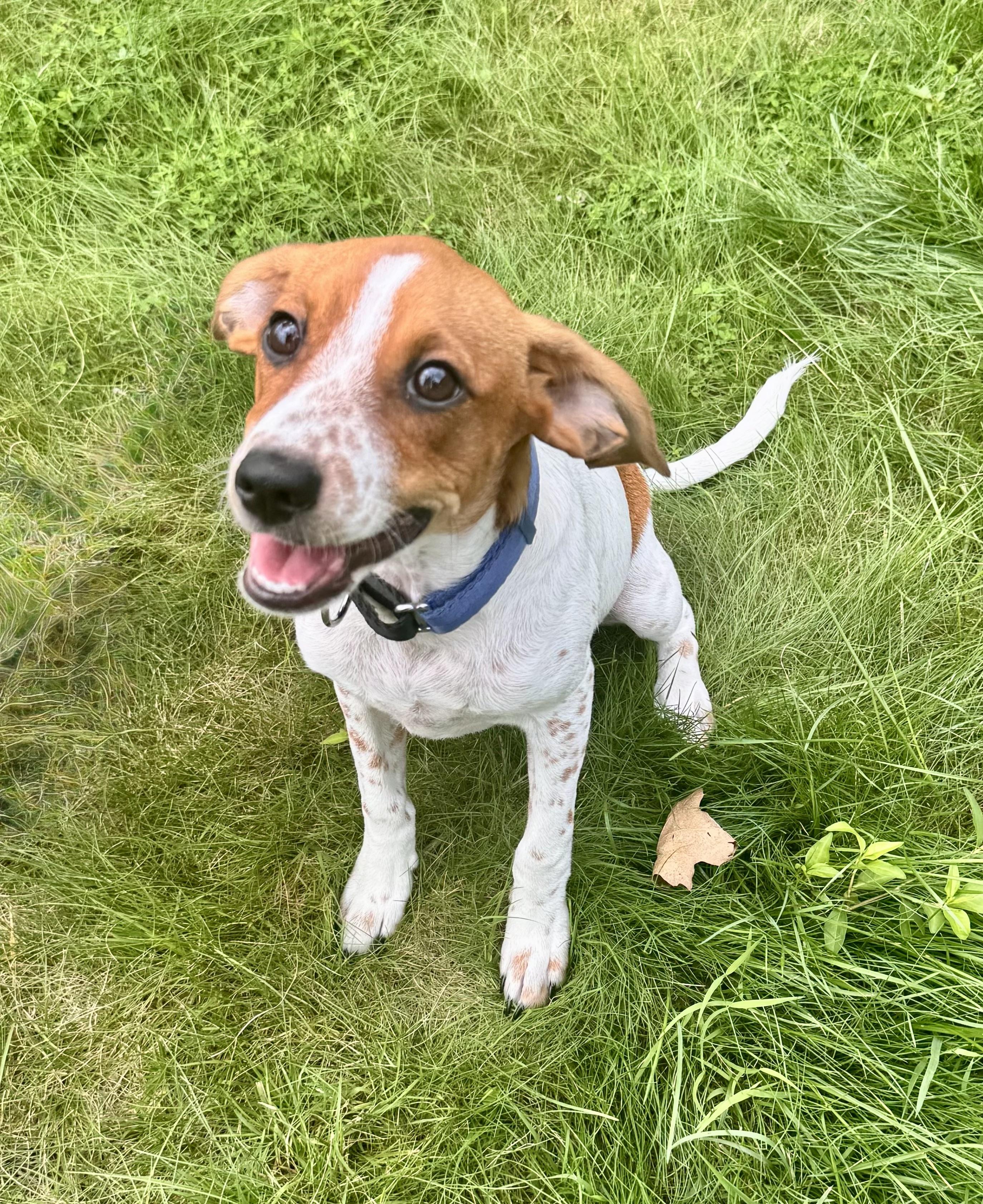 SCOOBY, ADOPTABLE, Puppy Male Terrier & Mixed Breed.