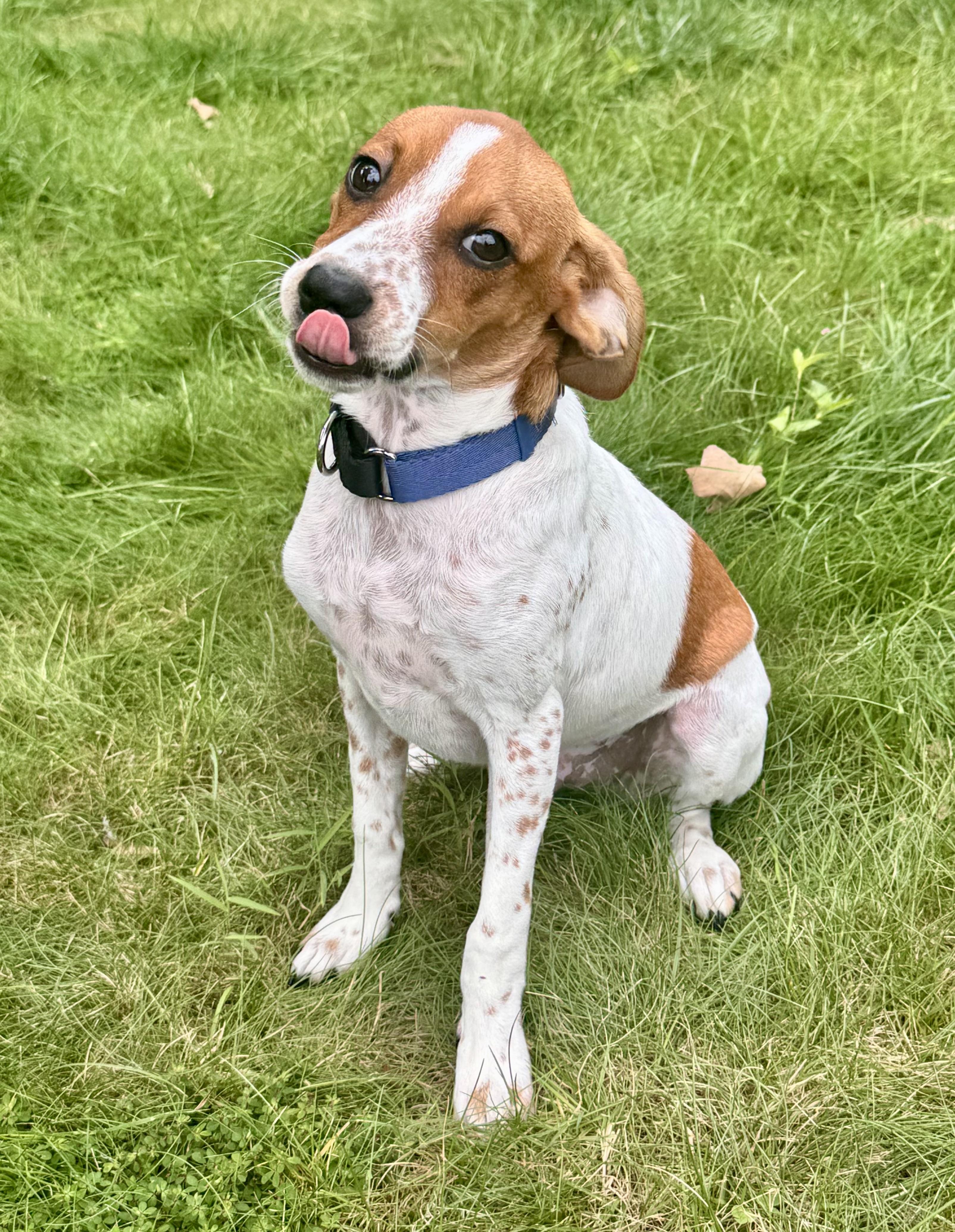 SCOOBY, a ADOPTABLE mixed breed in Dumont, NJ image 4/6