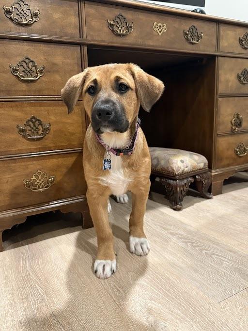 Enlarge Faith, a Adoptable mixed breed in Oswego, IL image 1/3