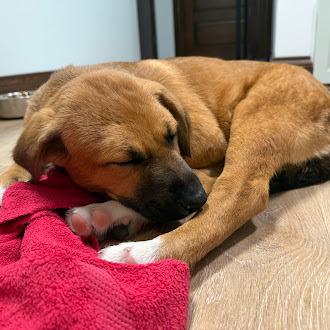 Enlarge Faith, a Adoptable mixed breed in Oswego, IL image 2/3