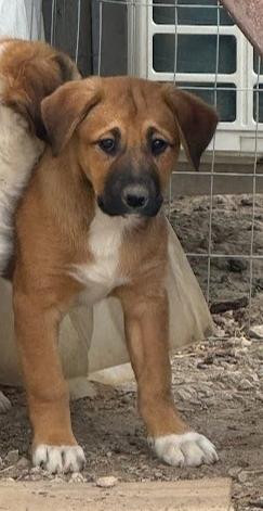 Enlarge Faith, a Adoptable mixed breed in Oswego, IL image 3/3