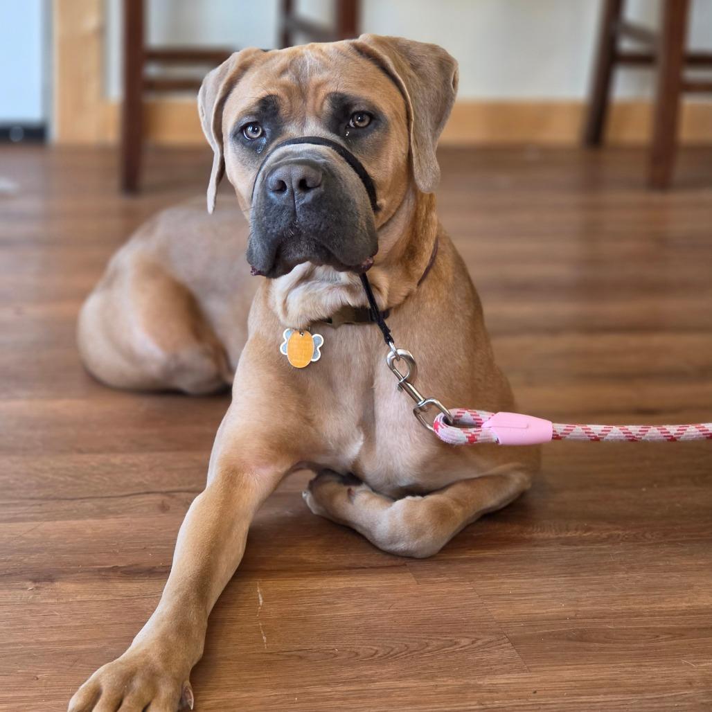 Emi, Adoptable, Young Female Cane Corso.