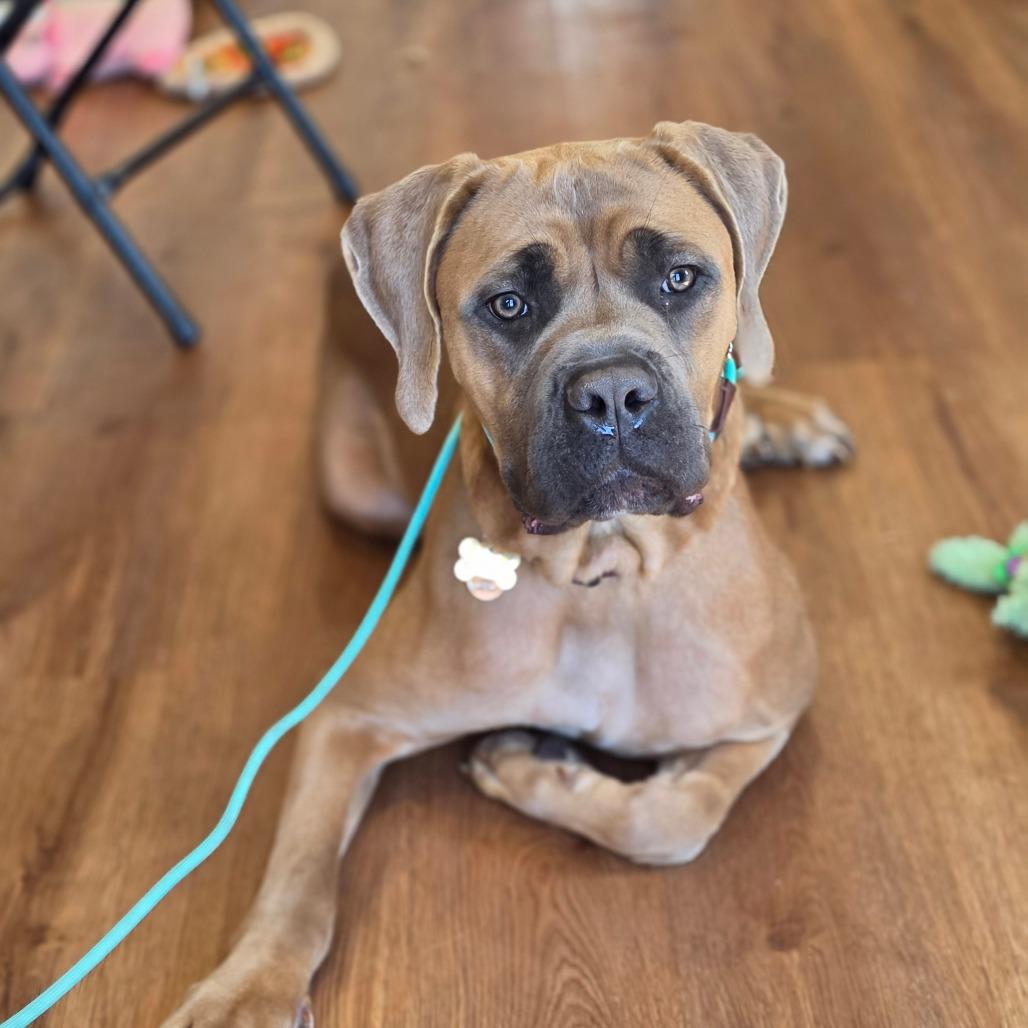 Enlarge Emi, a Adoptable Cane Corso in Easton, PA image 2/6