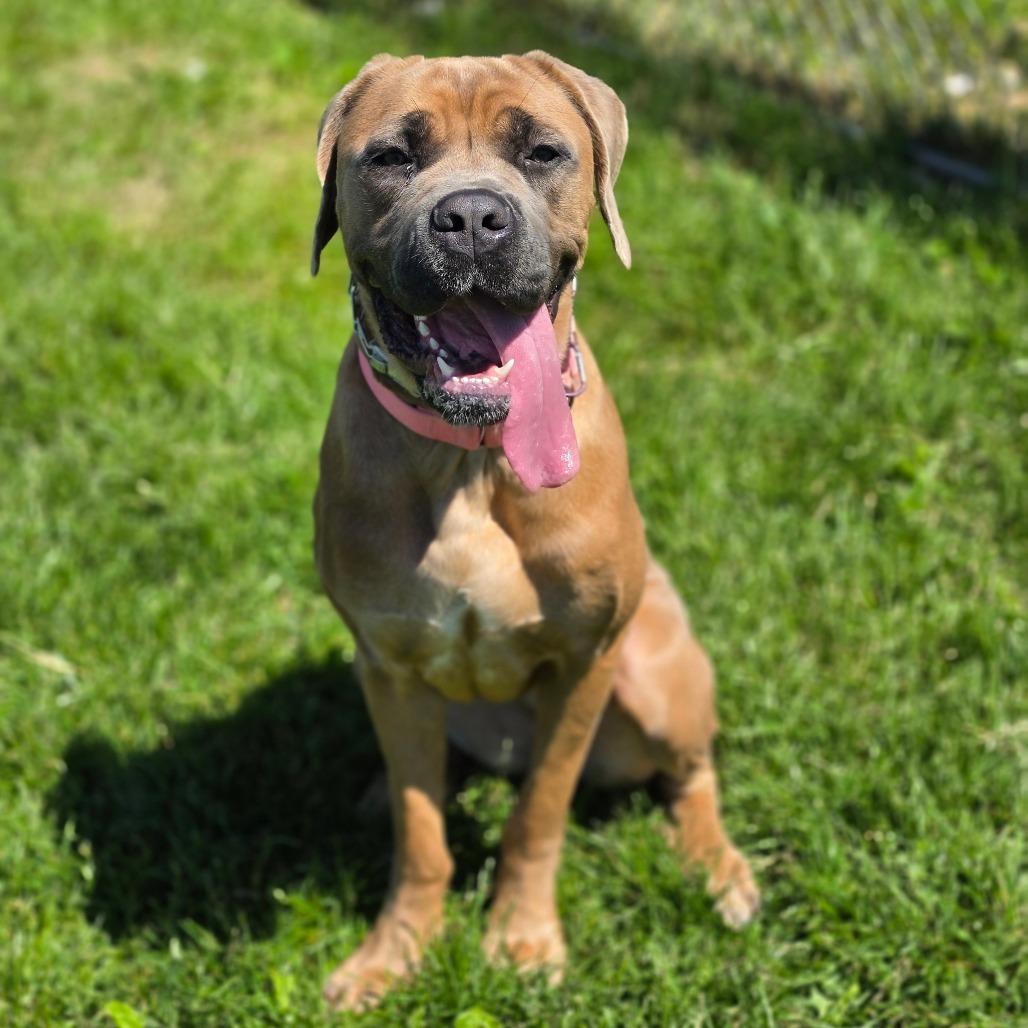Enlarge Emi, a Adoptable Cane Corso in Easton, PA image 3/6