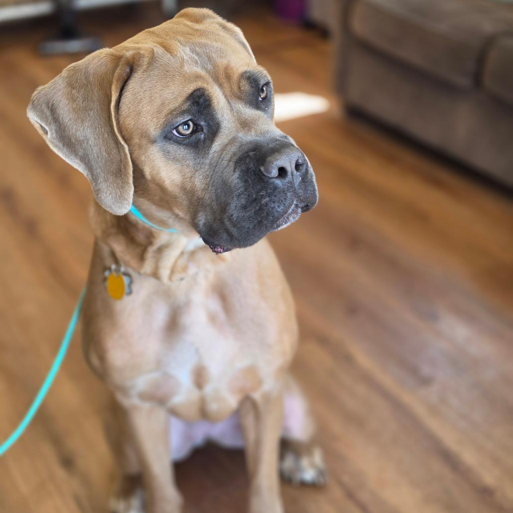 Enlarge Emi, a Adoptable Cane Corso in Easton, PA image 4/6