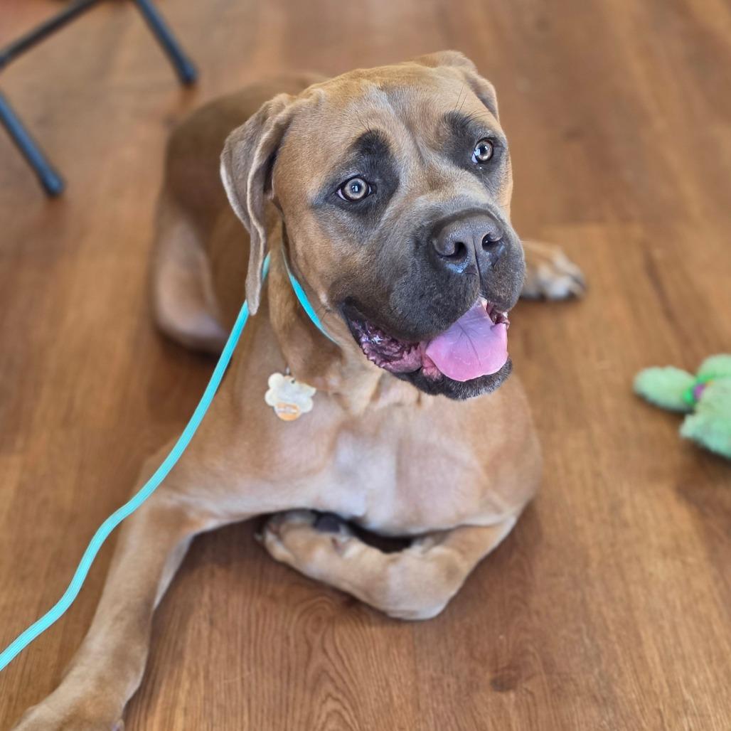Enlarge Emi, a Adoptable Cane Corso in Easton, PA image 5/6
