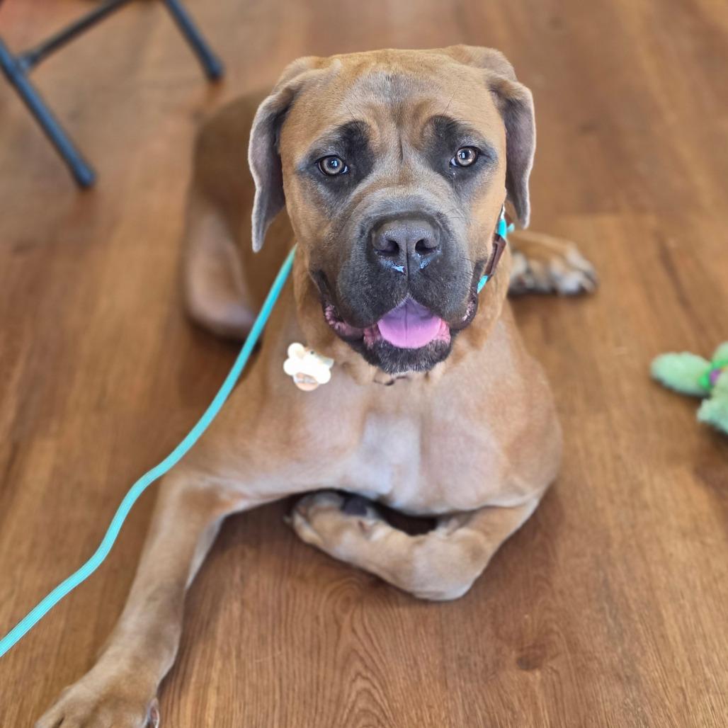 Enlarge Emi, a Adoptable Cane Corso in Easton, PA image 6/6