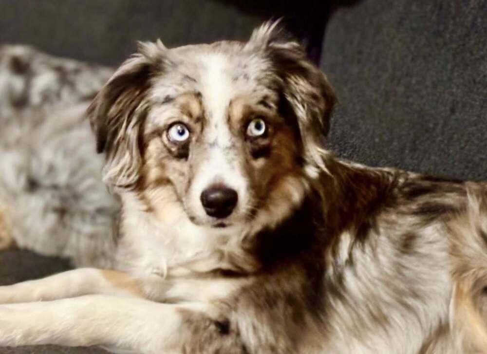 Journey, Adoptable, Adult Female Australian Shepherd.