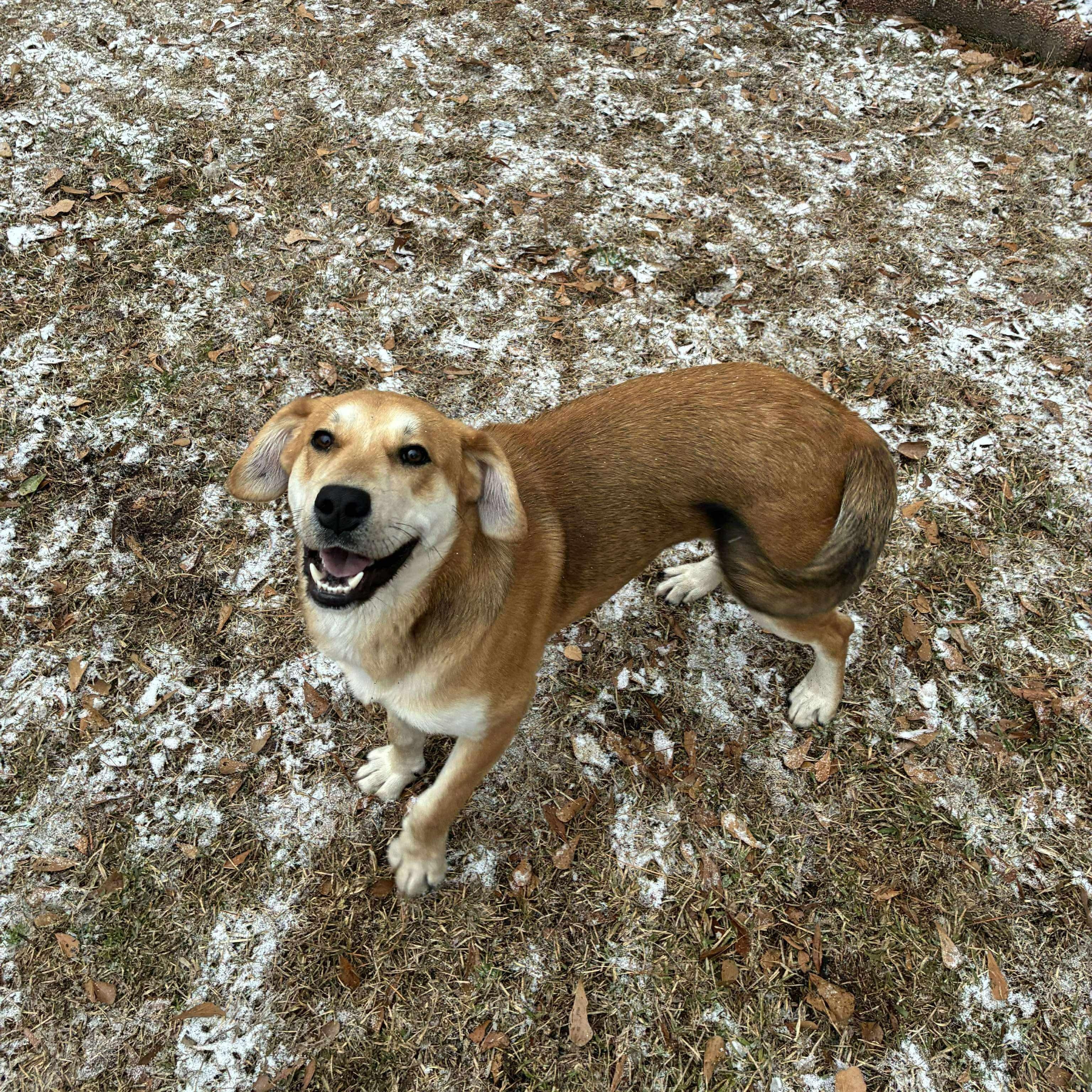 Juju, an adopted mixed breed in Wando, SC image 5/6