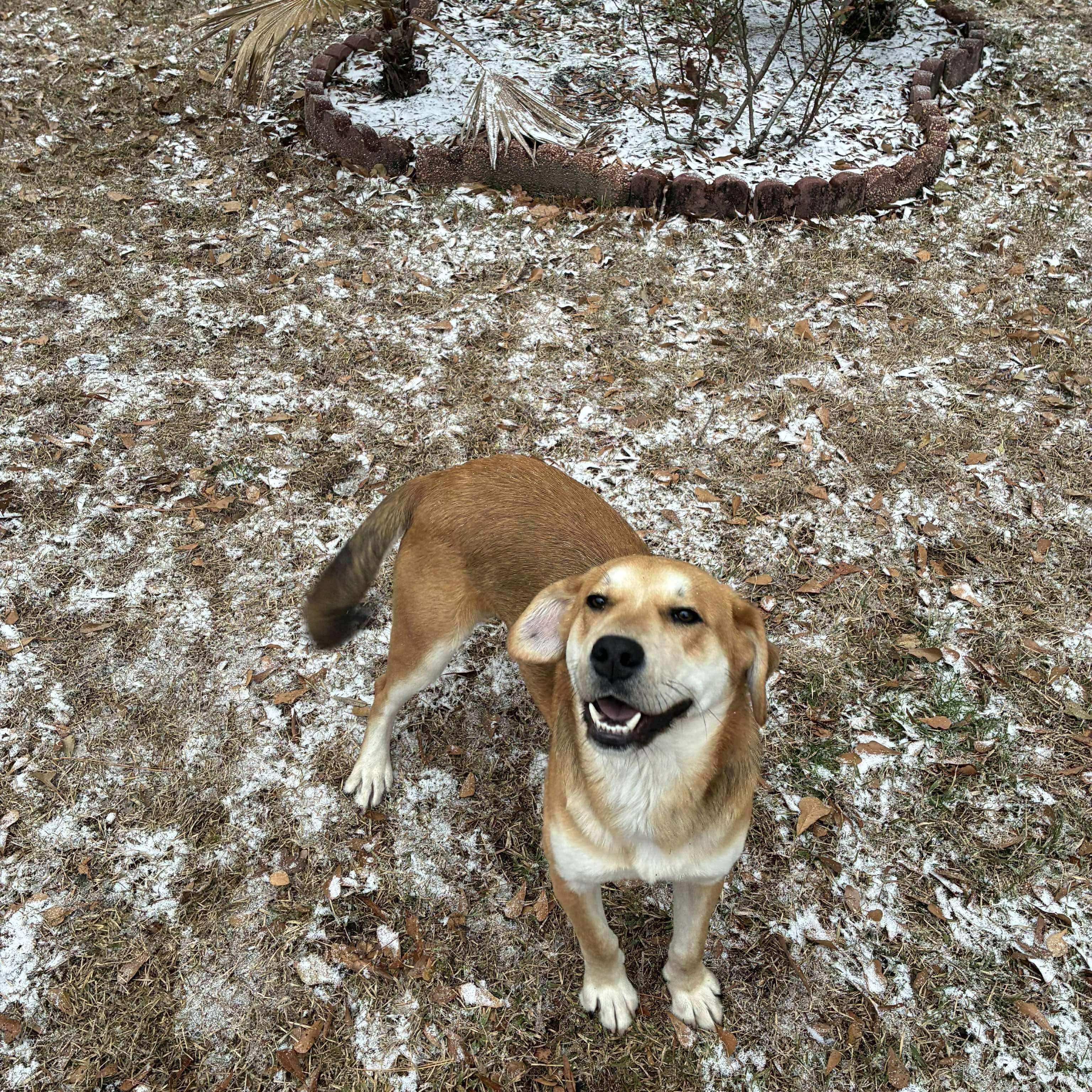 Juju, an adopted mixed breed in Wando, SC image 4/6