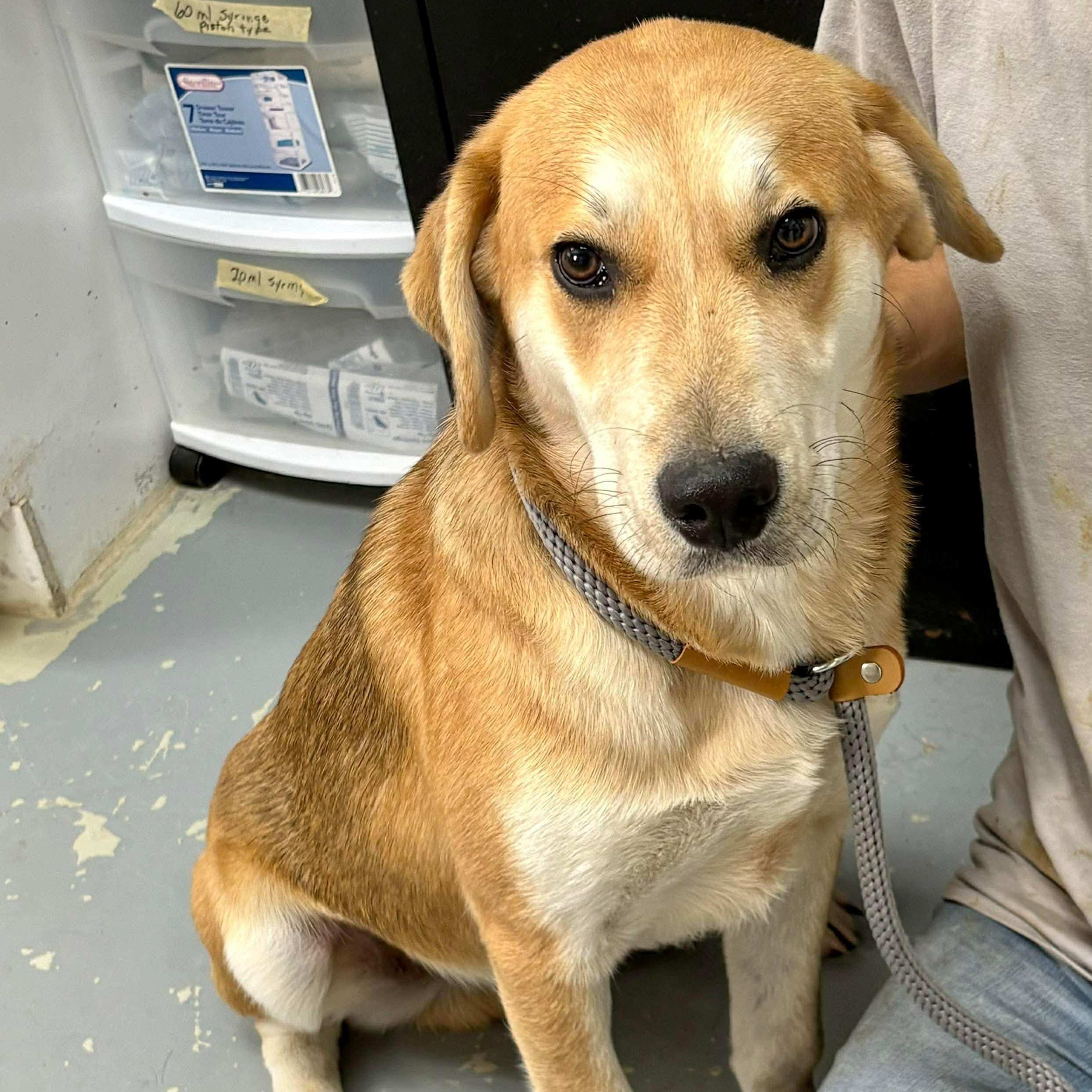 Enlarge Juju, a ADOPTABLE mixed breed in Wando, SC image 4/5