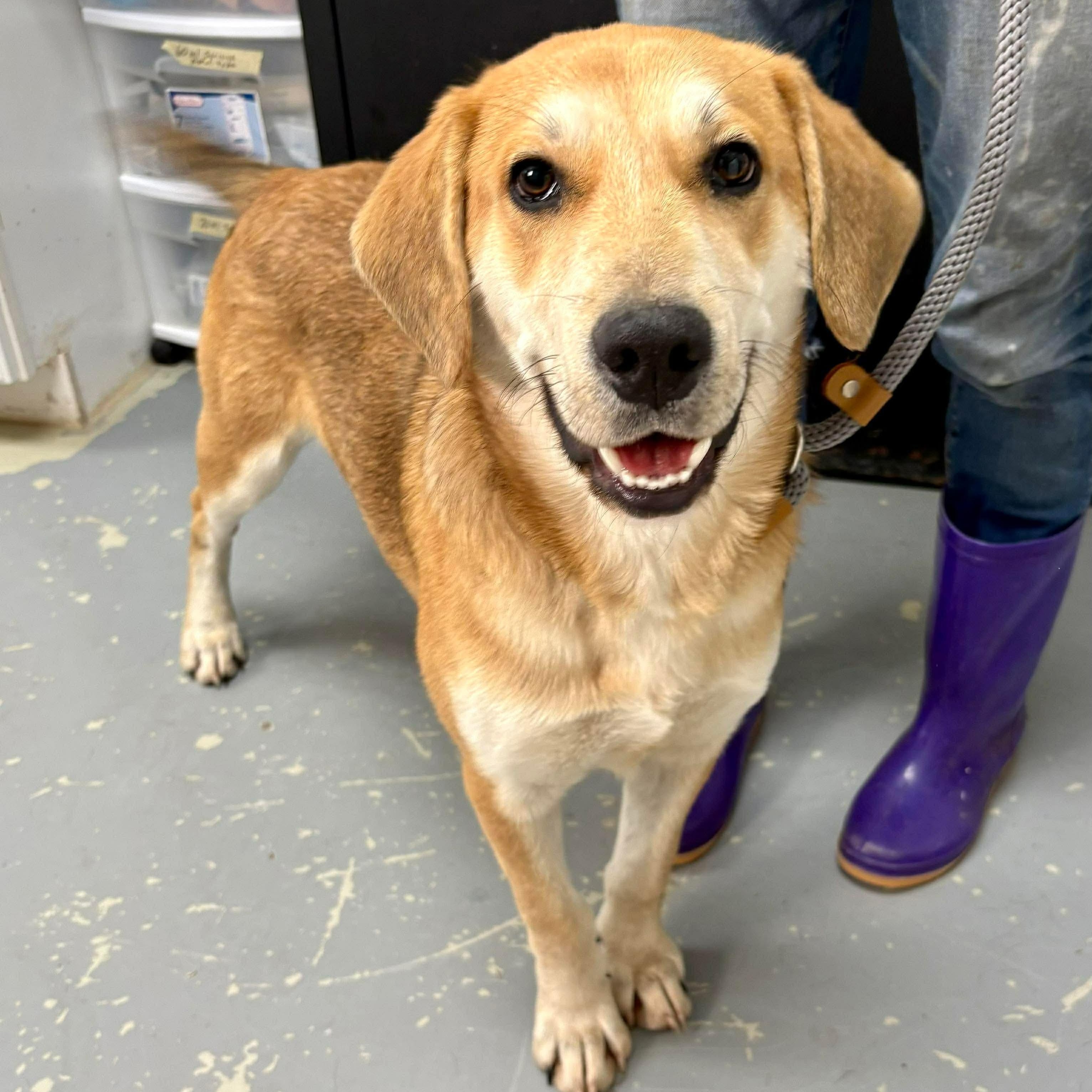 Juju, ADOPTABLE, Puppy Male Labrador Retriever & Shepherd.