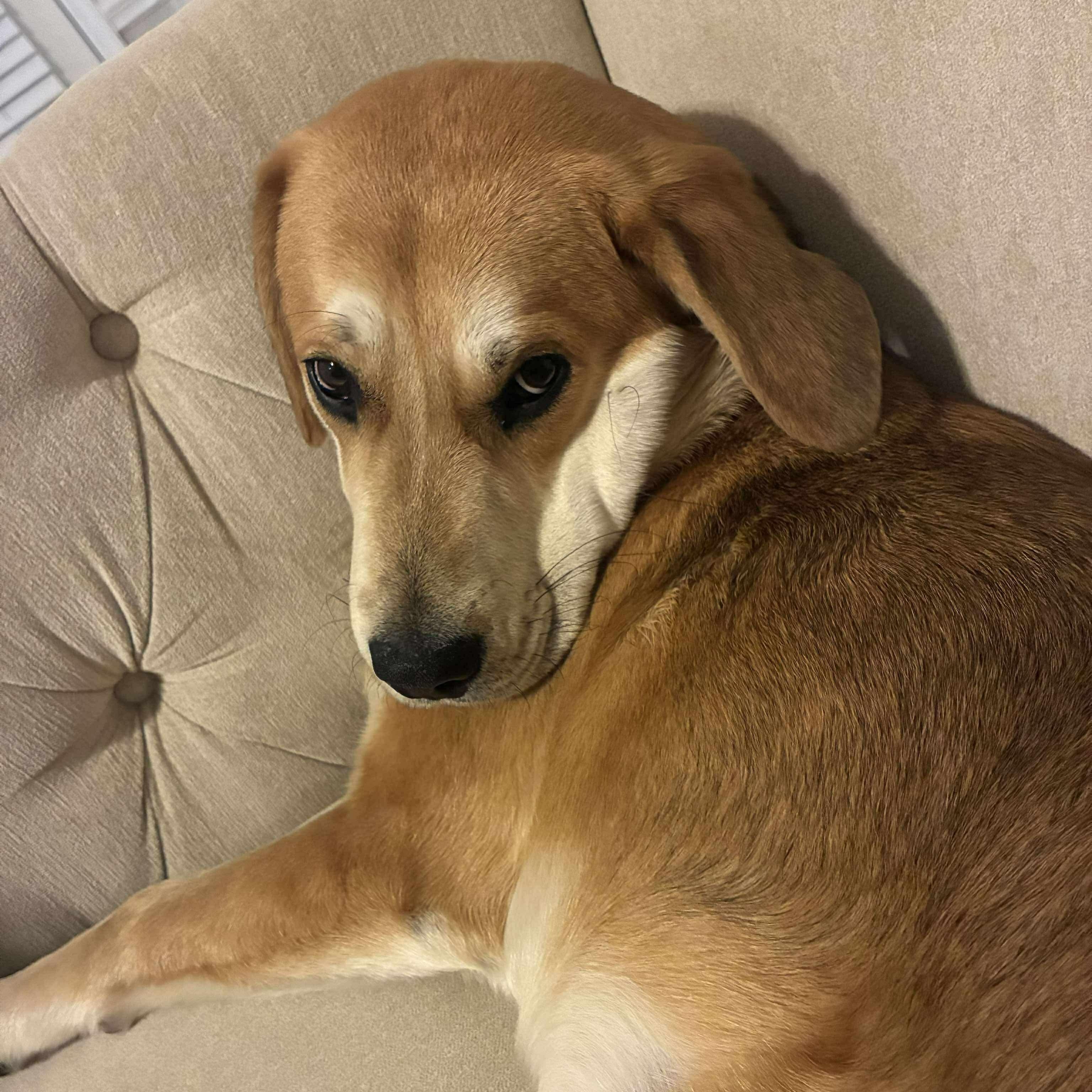 Juju, an adopted mixed breed in Wando, SC image 6/6