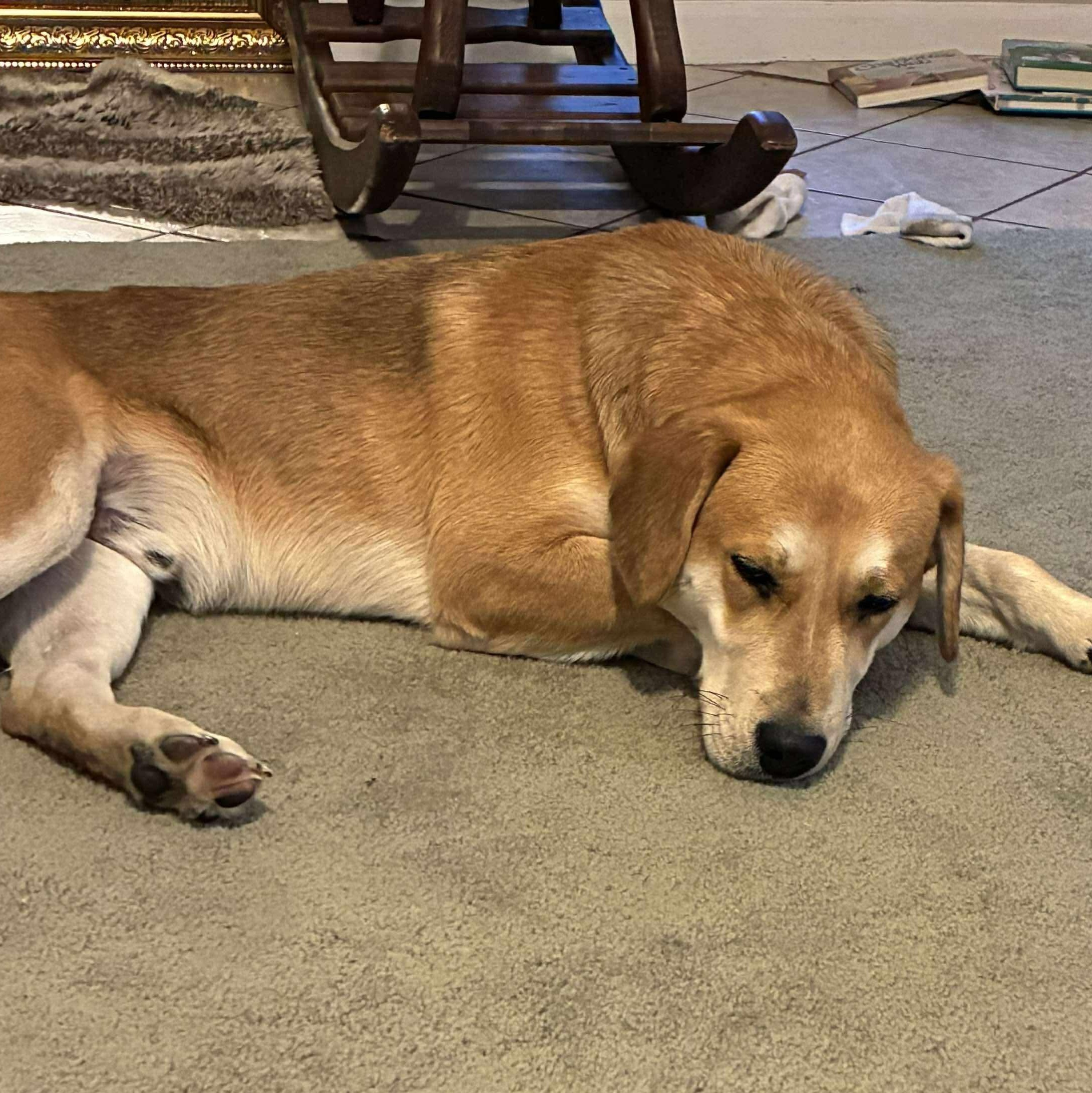 Enlarge Juju, a ADOPTABLE mixed breed in Wando, SC image 2/5