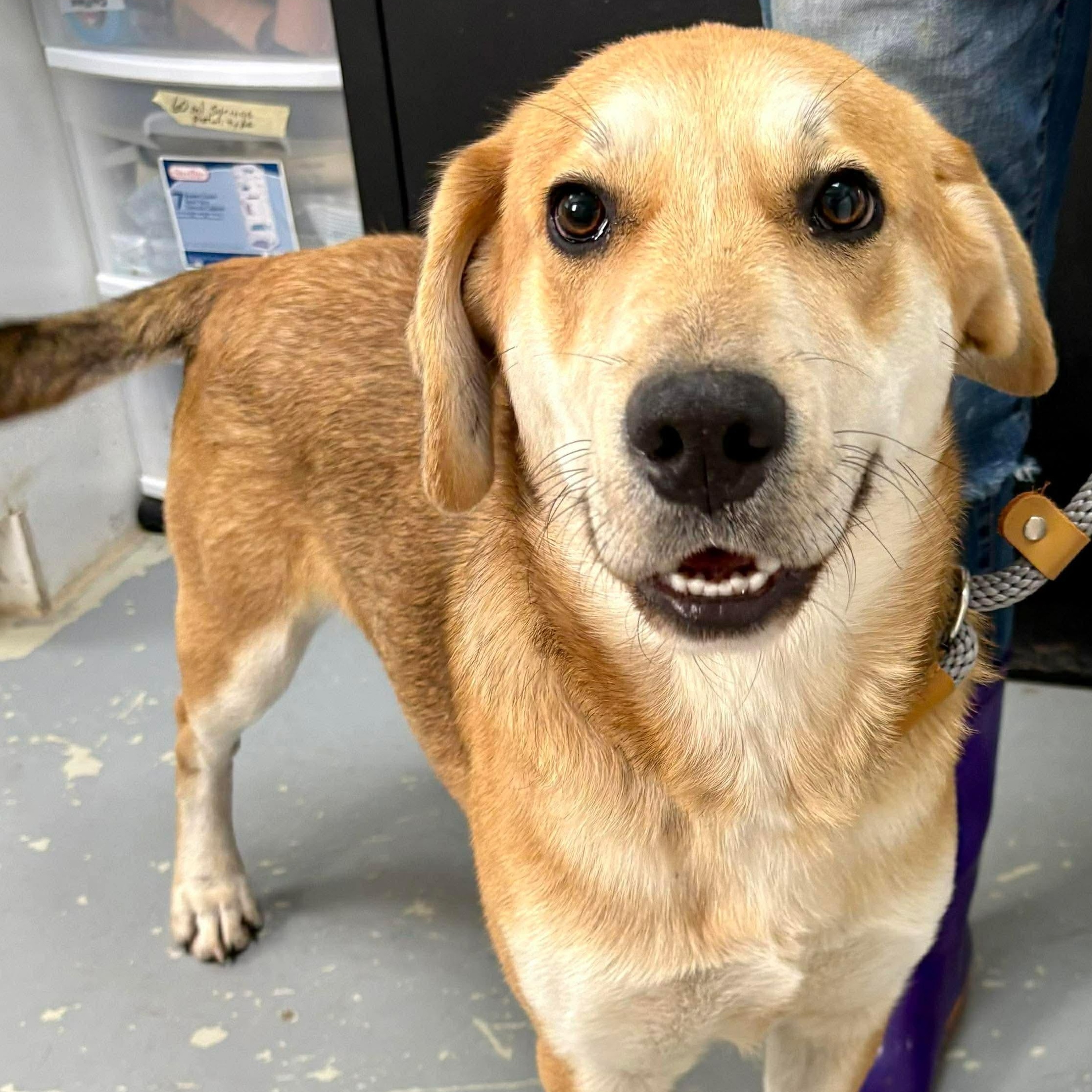 Enlarge Juju, a ADOPTABLE mixed breed in Wando, SC image 5/5