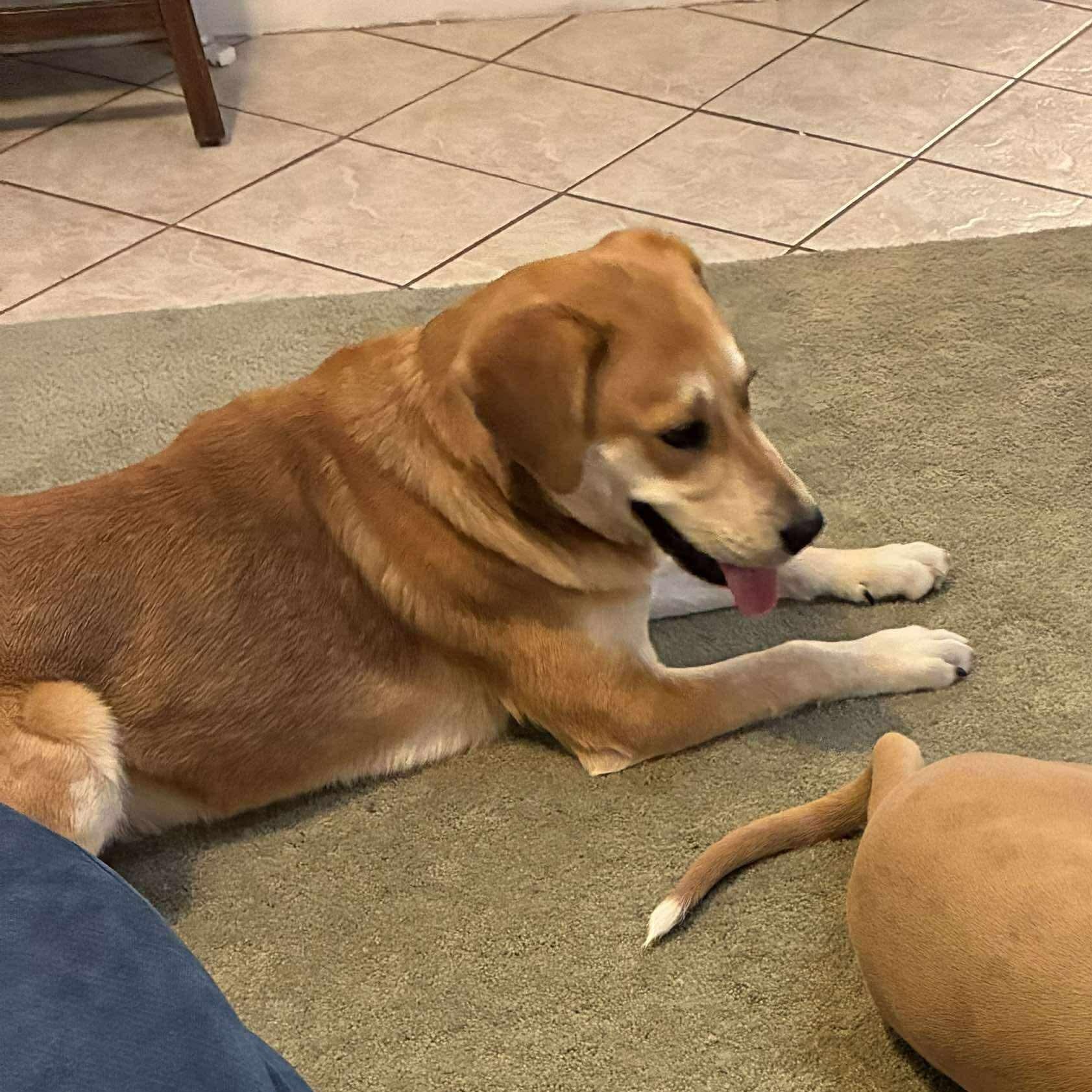 Enlarge Juju, a ADOPTABLE mixed breed in Wando, SC image 3/5