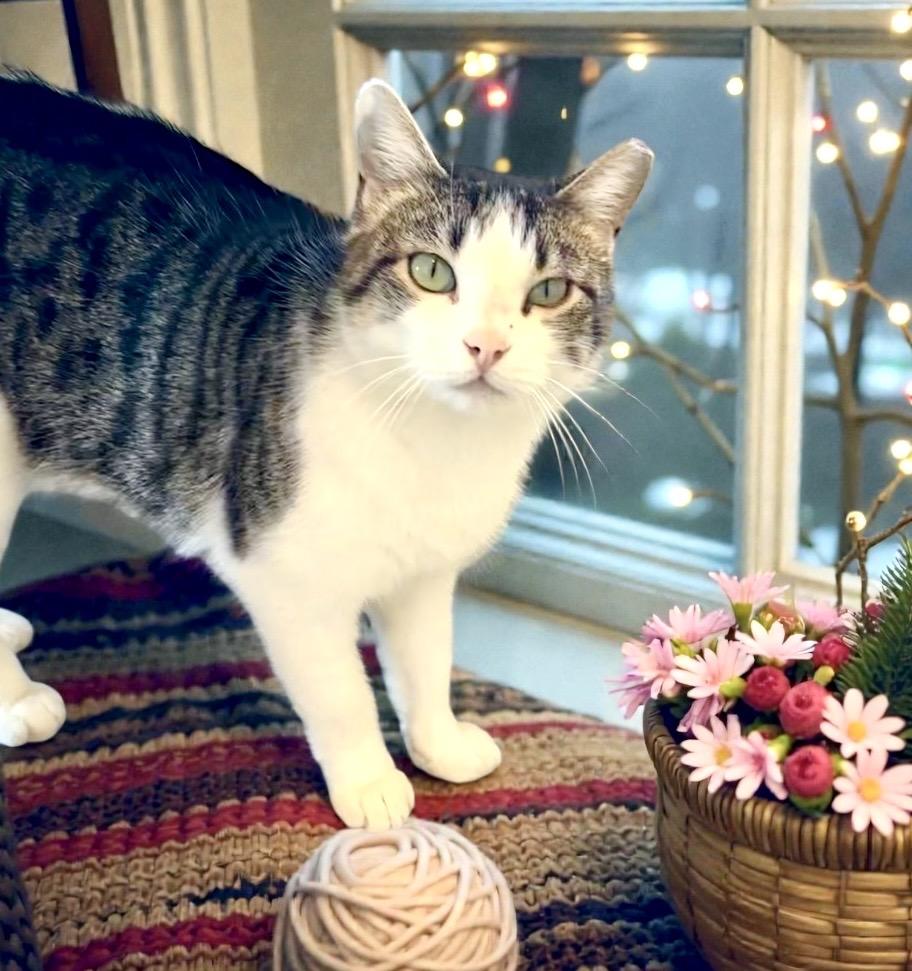 Nala, a ADOPTABLE Tabby in Perry, IA image 5/6