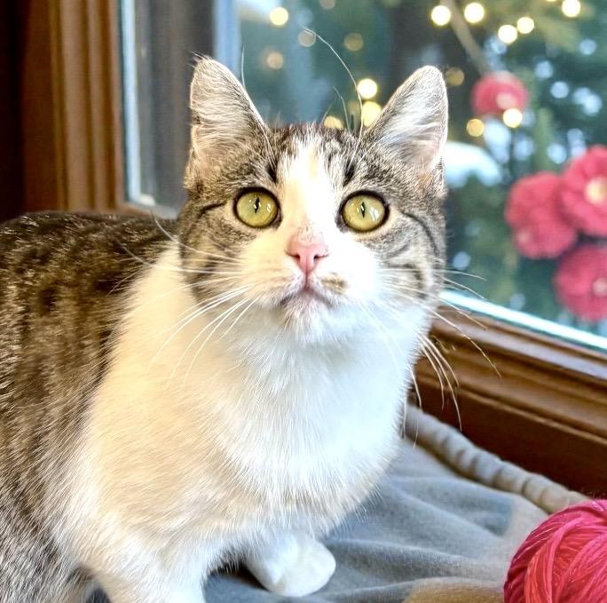 Nala, ADOPTABLE, Young Female Tabby.