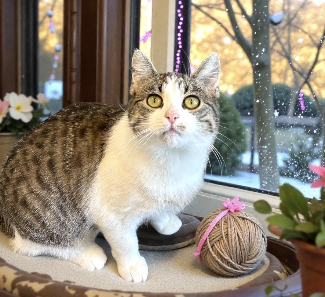 Nala, a ADOPTABLE Tabby in Perry, IA image 4/6