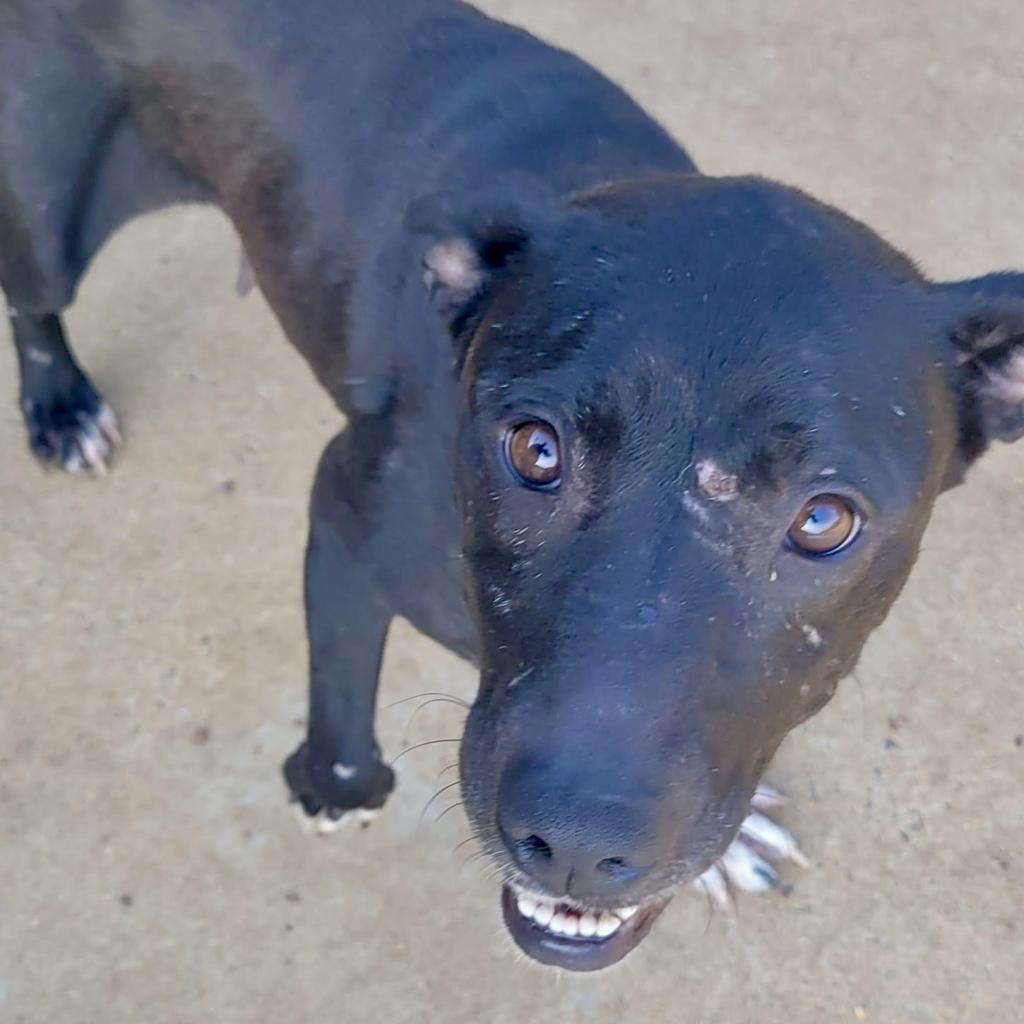 Tuskegee, Adoptable, Senior Female Mixed Breed.