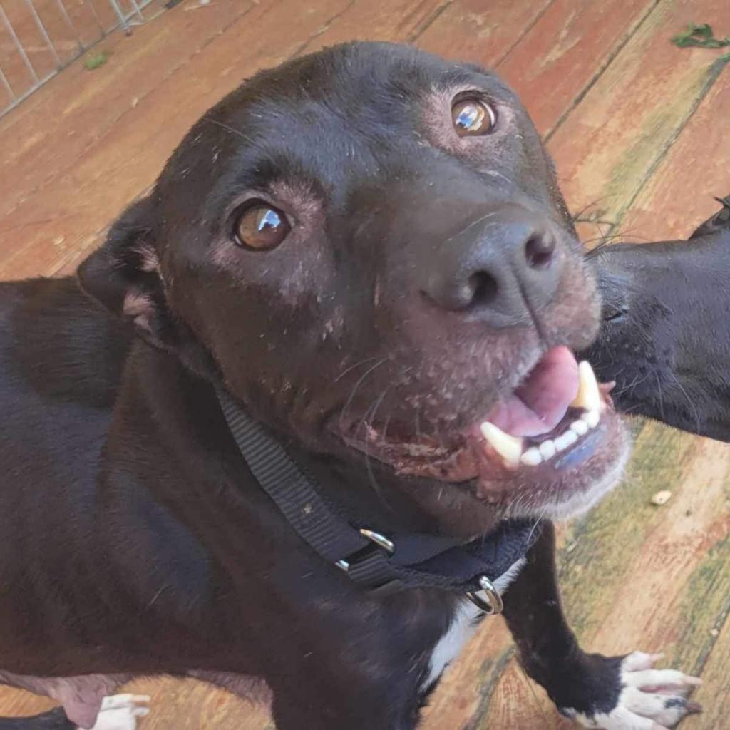 Enlarge Tuskegee, a Adoptable Mixed Breed in Brownsboro, AL image 2/6