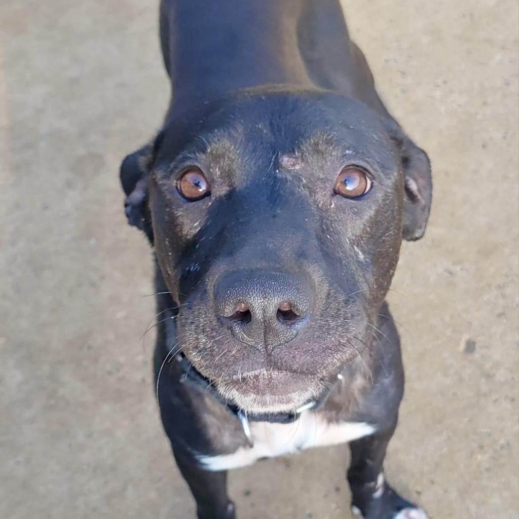 Enlarge Tuskegee, a Adoptable Mixed Breed in Brownsboro, AL image 3/6