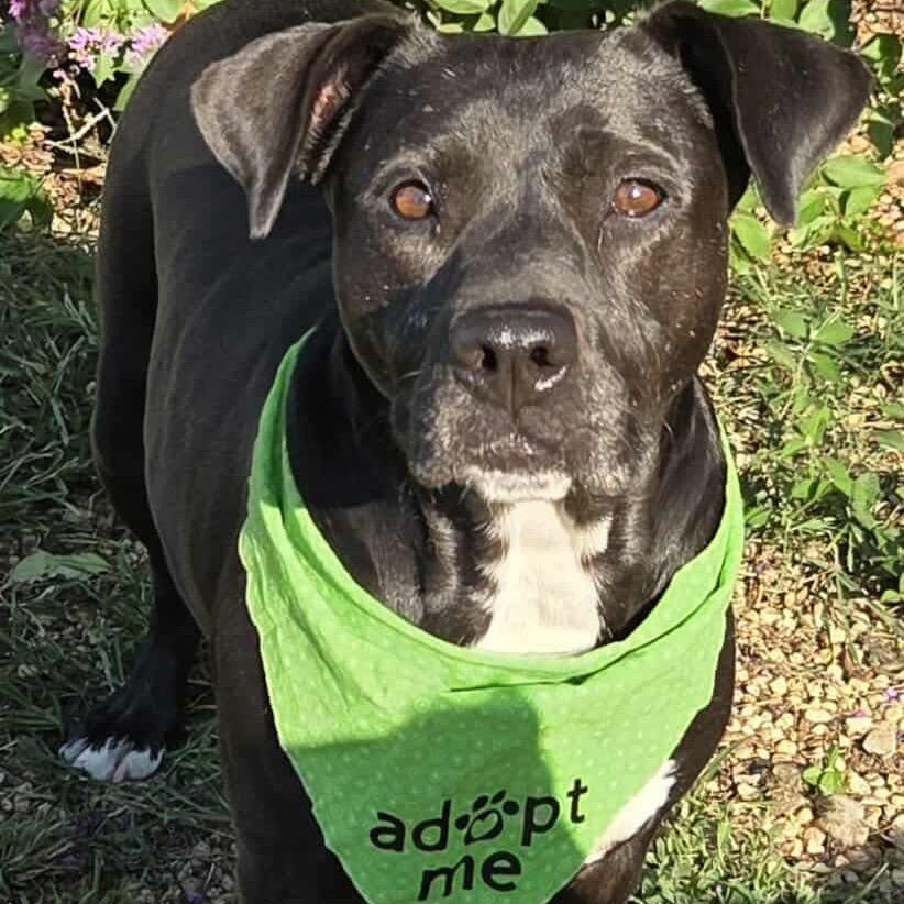 Enlarge Tuskegee, a Adoptable Mixed Breed in Brownsboro, AL image 4/6