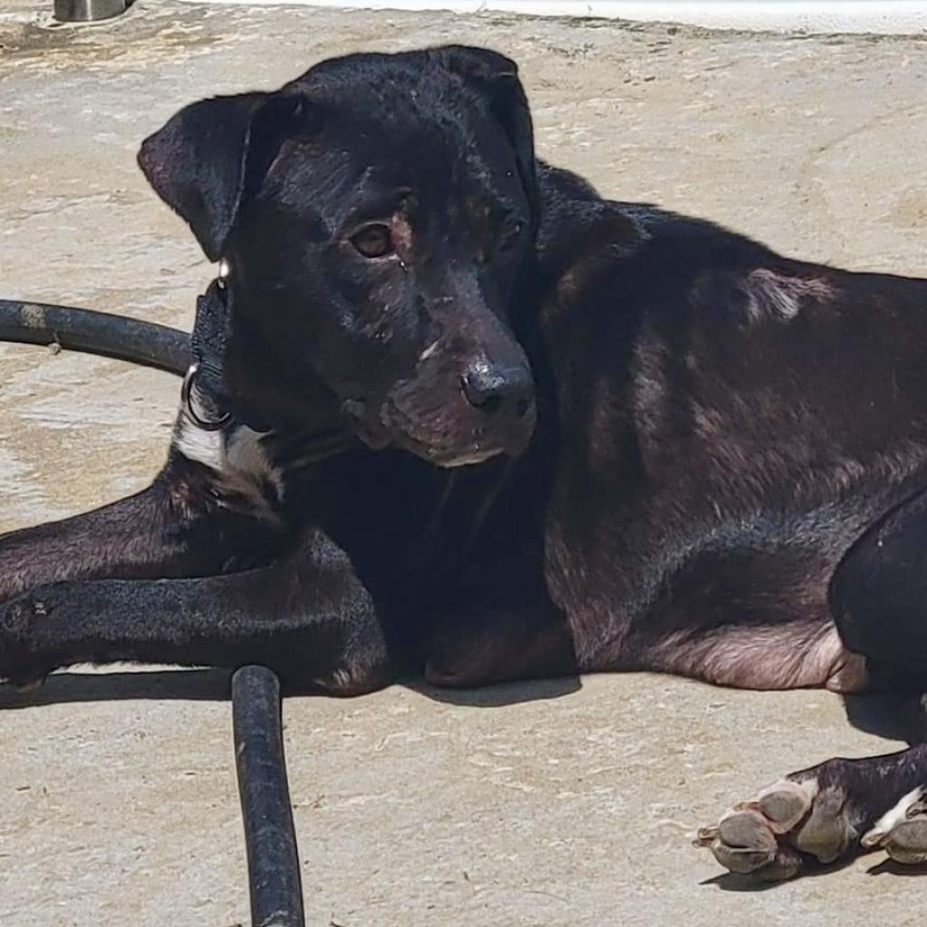 Enlarge Tuskegee, a Adoptable Mixed Breed in Brownsboro, AL image 6/6