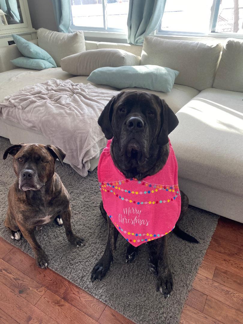 Enlarge Maya, a Adopted Mastiff in Chambersburg, PA image 2/3