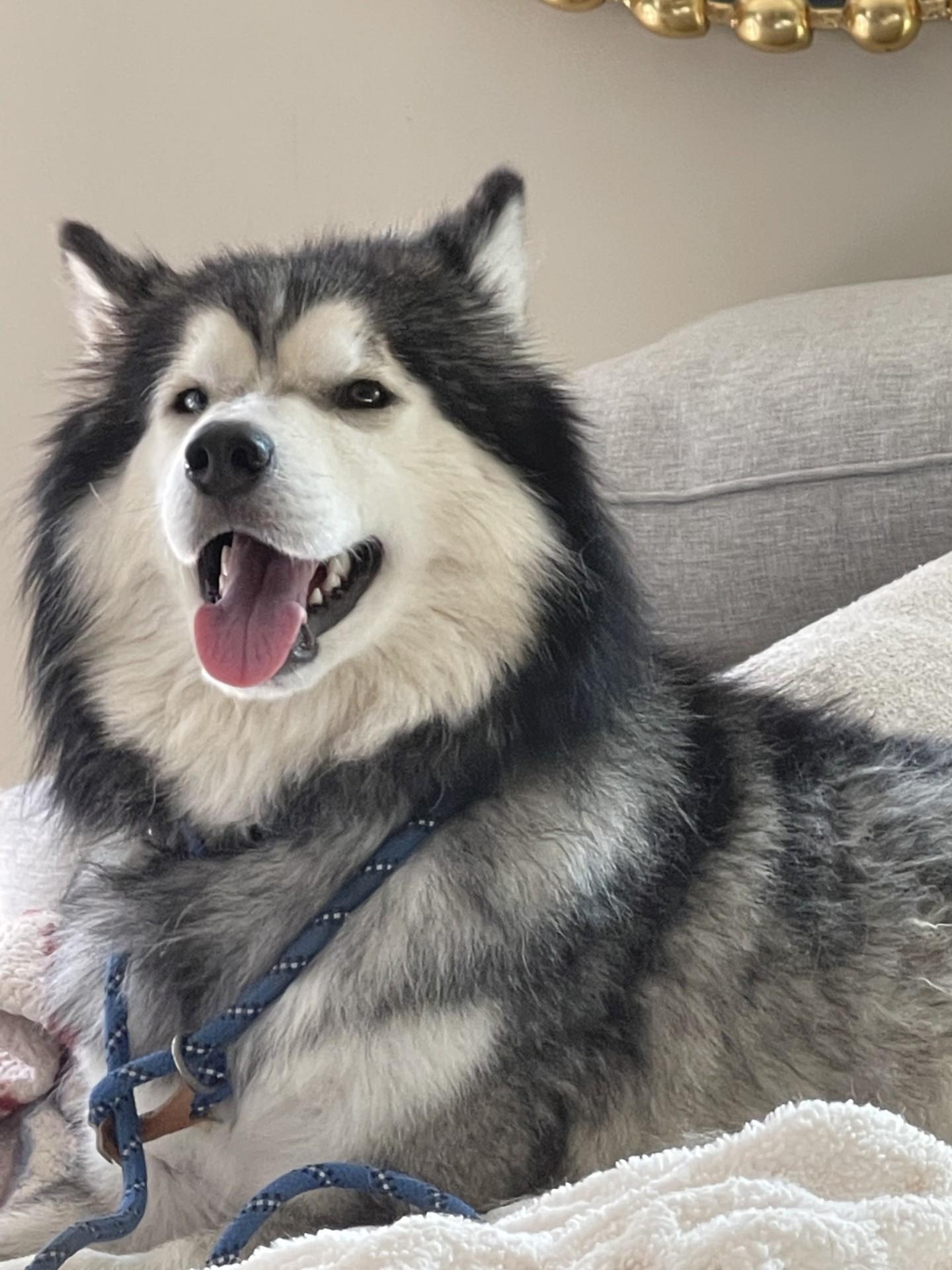 Meet Cosmo – The