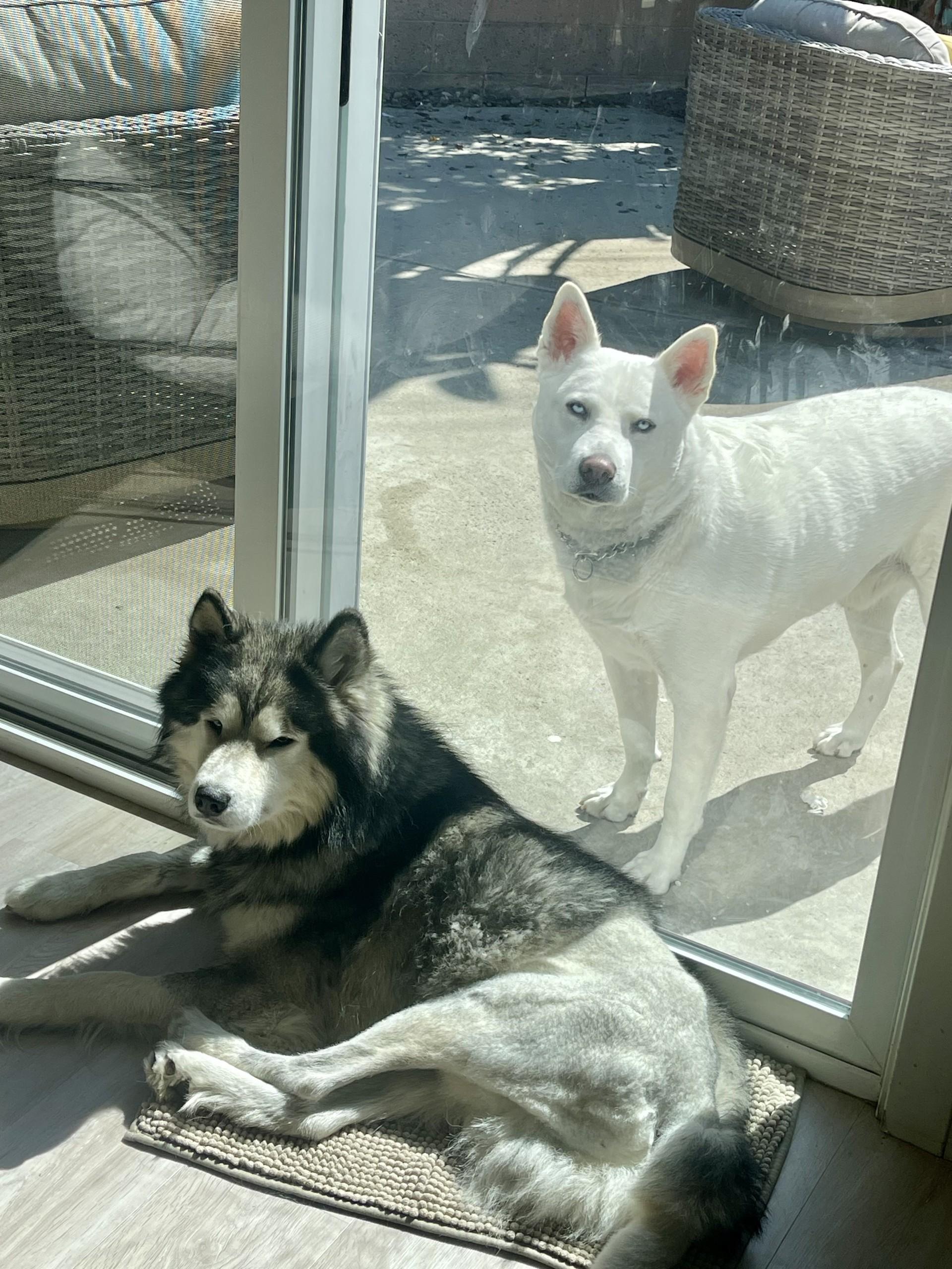 Meet Cosmo – The thumbnail 2