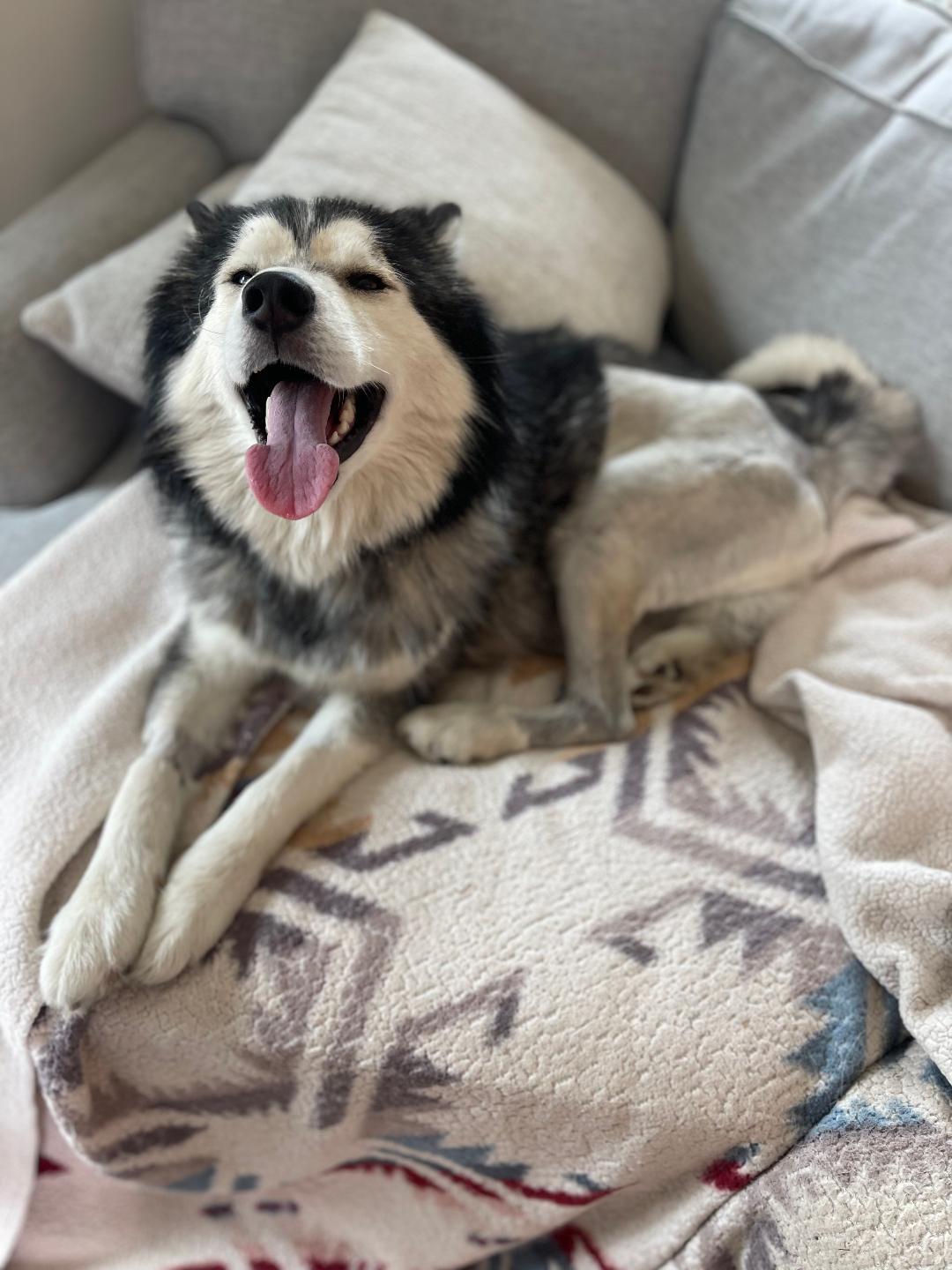 Meet Cosmo – The thumbnail 3
