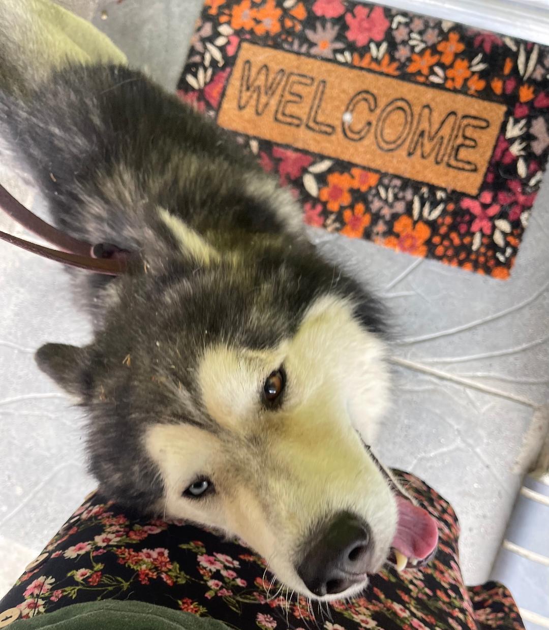 Meet Cosmo – The thumbnail 4